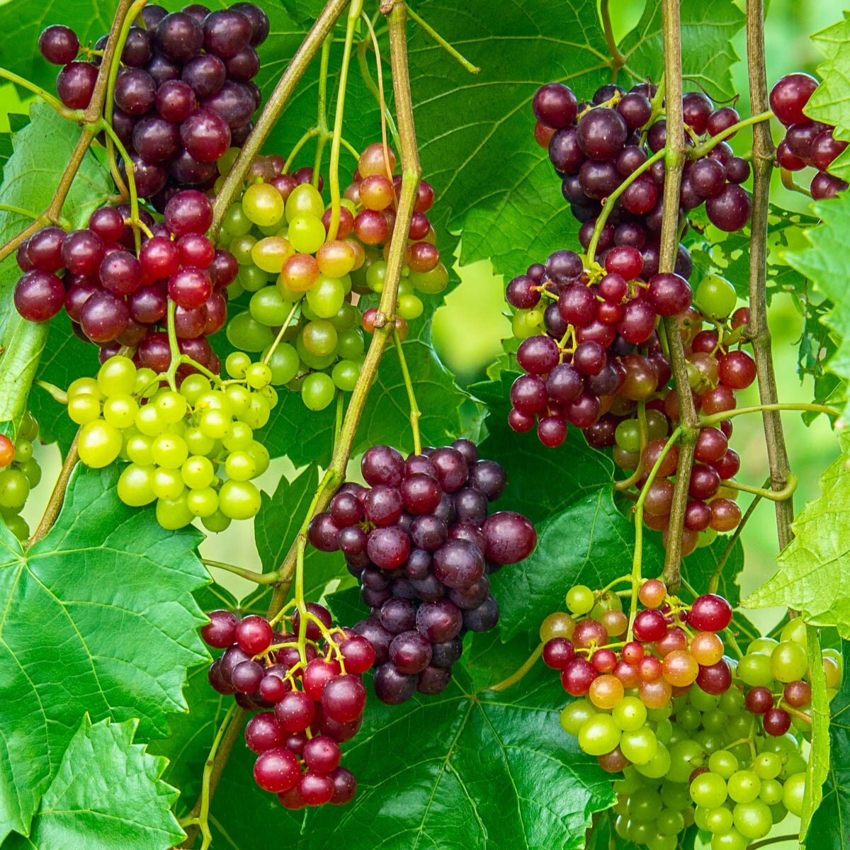 Gurney's Seed and Nursery 65615 Fruit-Plants - View #3