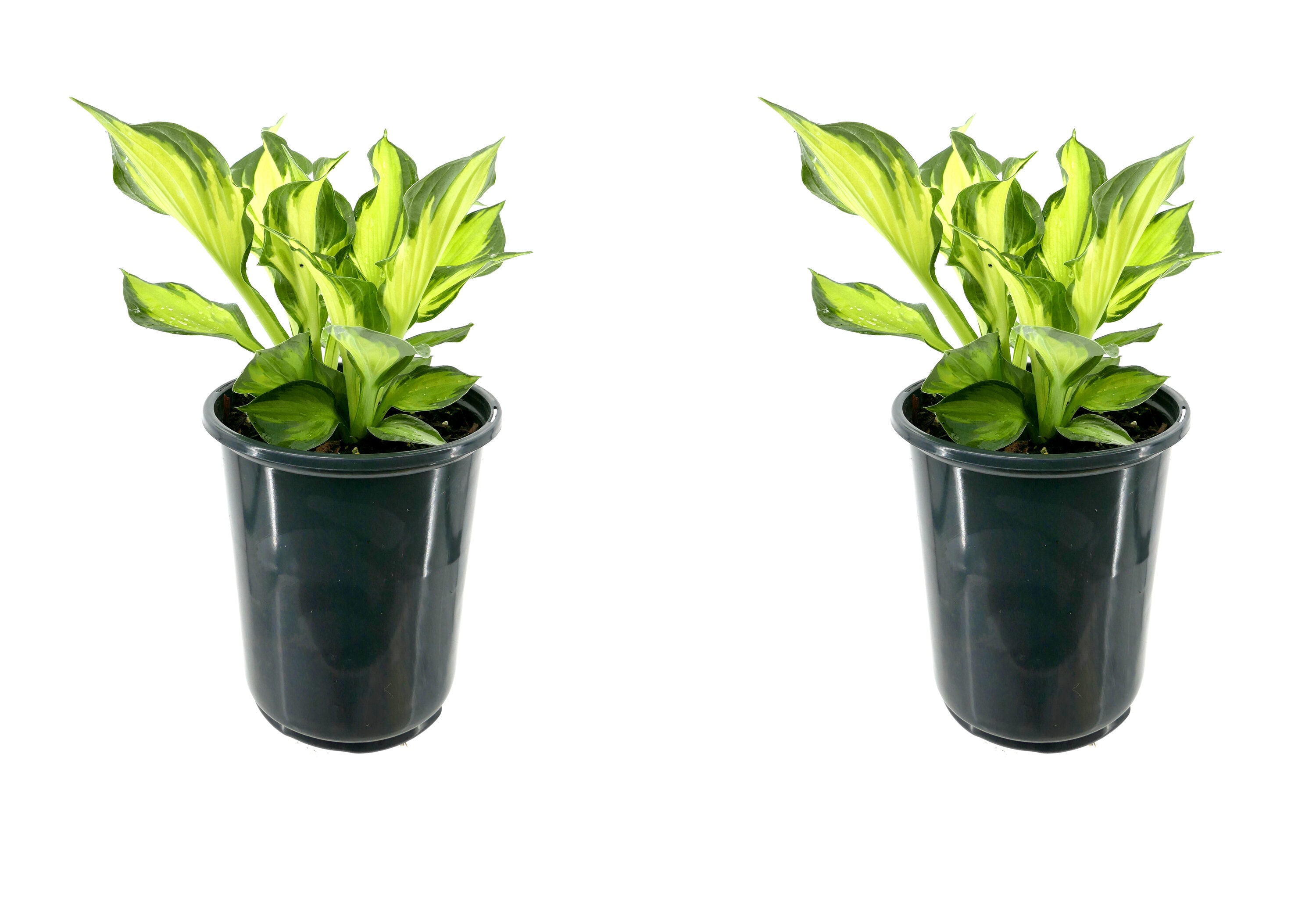  1409 White Hosta Colored Hulk Plant in 2.5 -Quart Pot 2.0 -Pack
