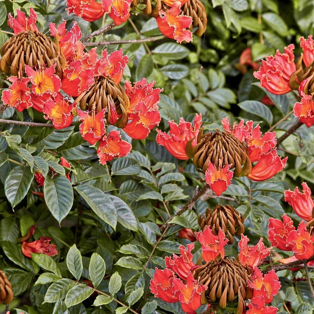  NURSERY 11.1-Gallon Orange Flowering Tree African Tulip Tree In Pot (With Soil)