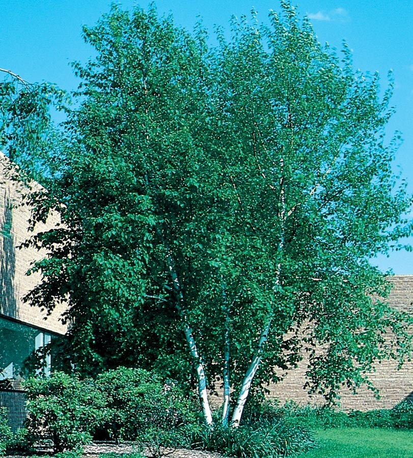 12.07-Gallon Yellow Feature Tree Whitespire Clump Birch In Pot (With ...