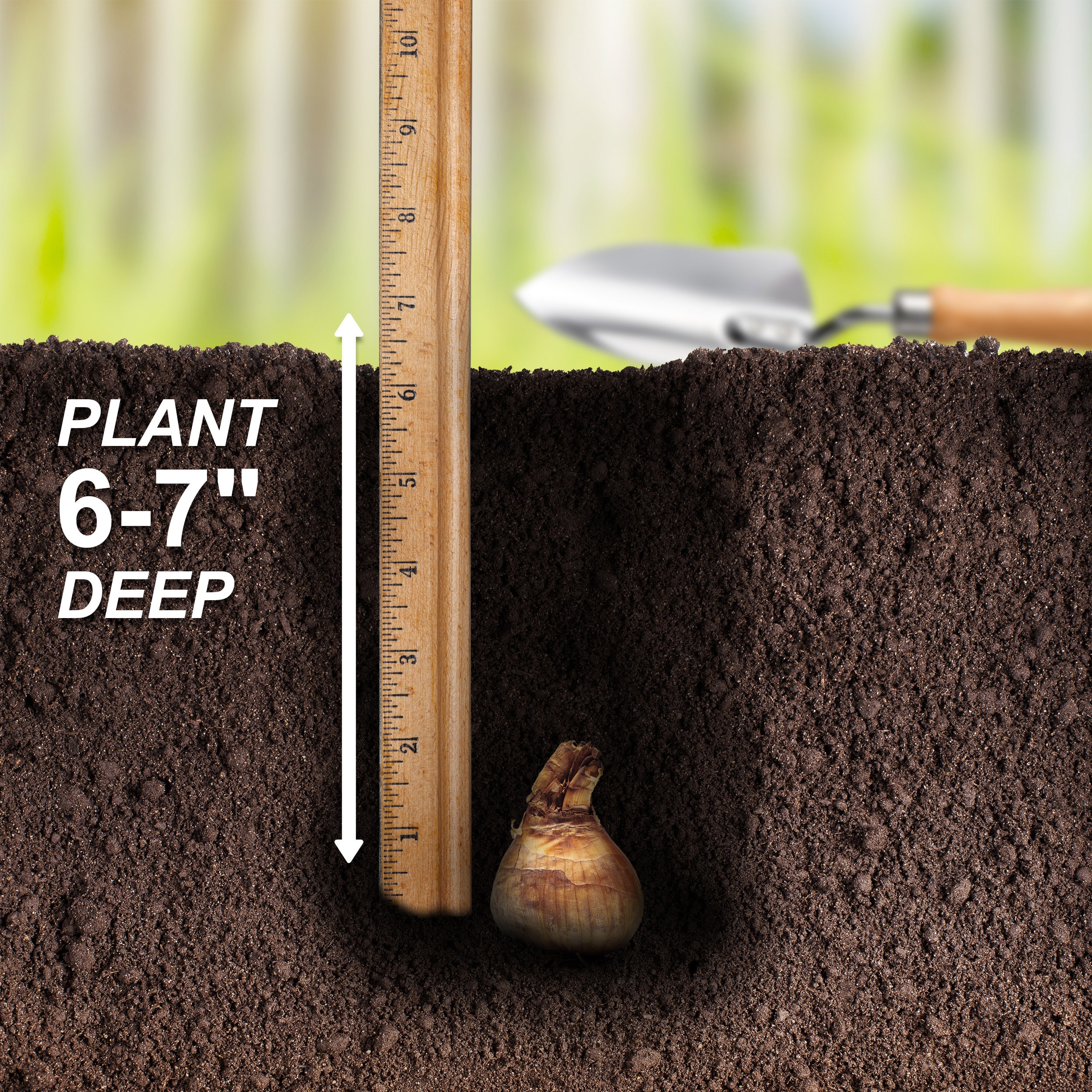 Garden State Bulb ECF-96-100-04 Plant-Bulbs - View #5