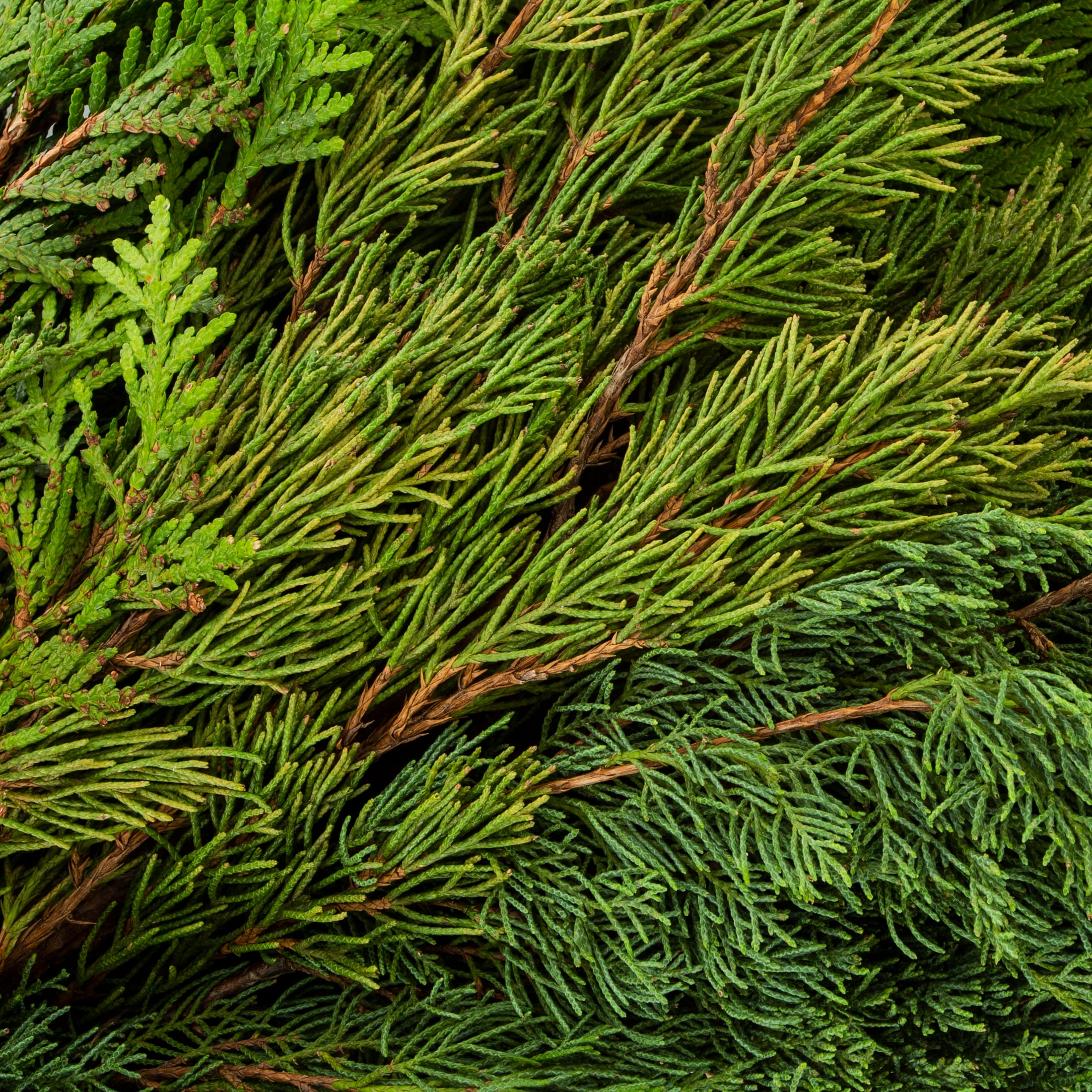 Metrolina Greenhouses 5332 Fresh-Cut-Christmas-Decorations - View #2