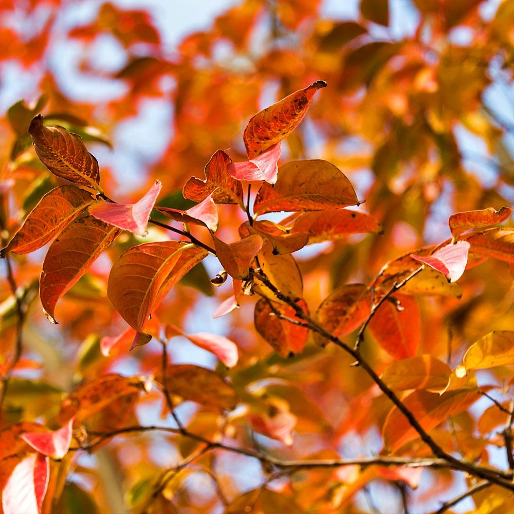 Brighter Blooms 10556 trees - View #2