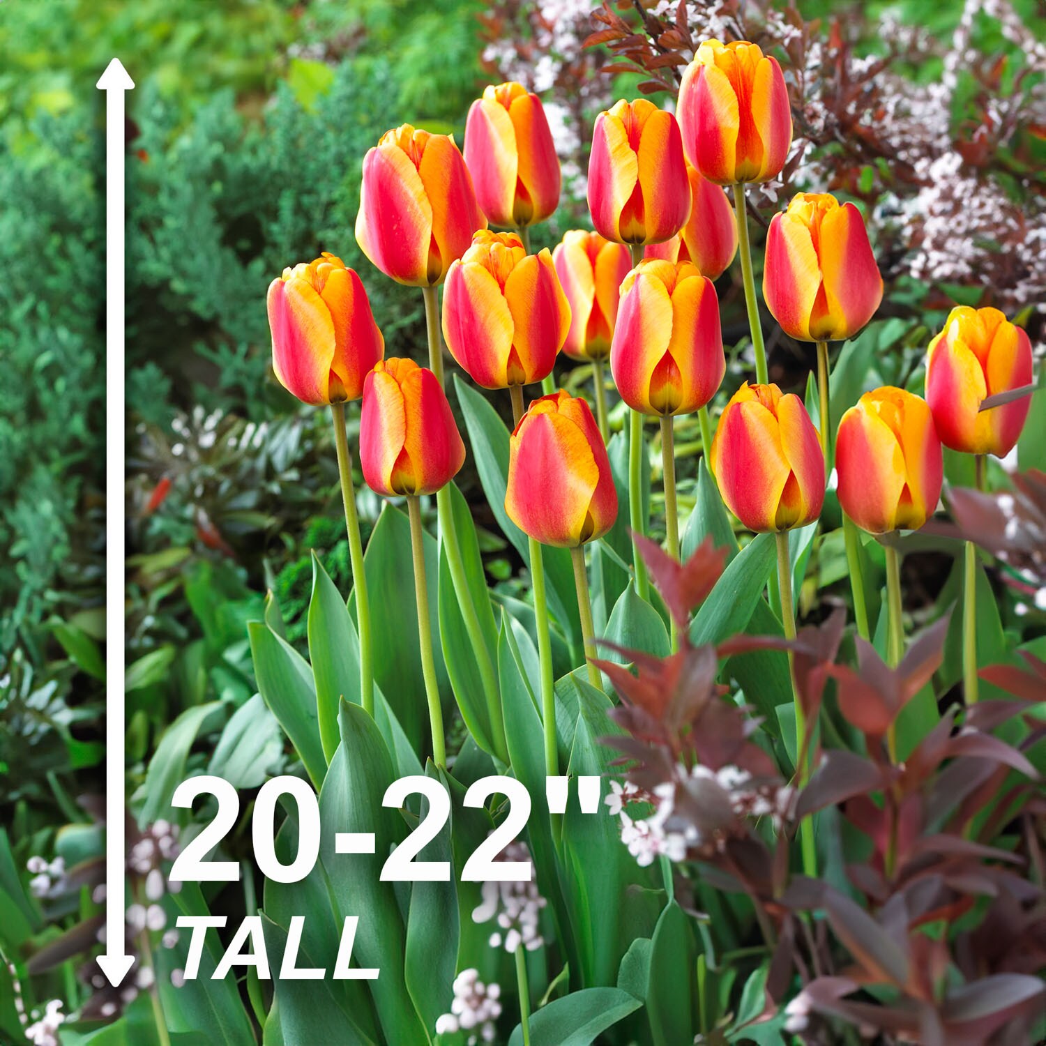 Garden State Bulb ECF-87-50-02 Plant-Bulbs - View #3