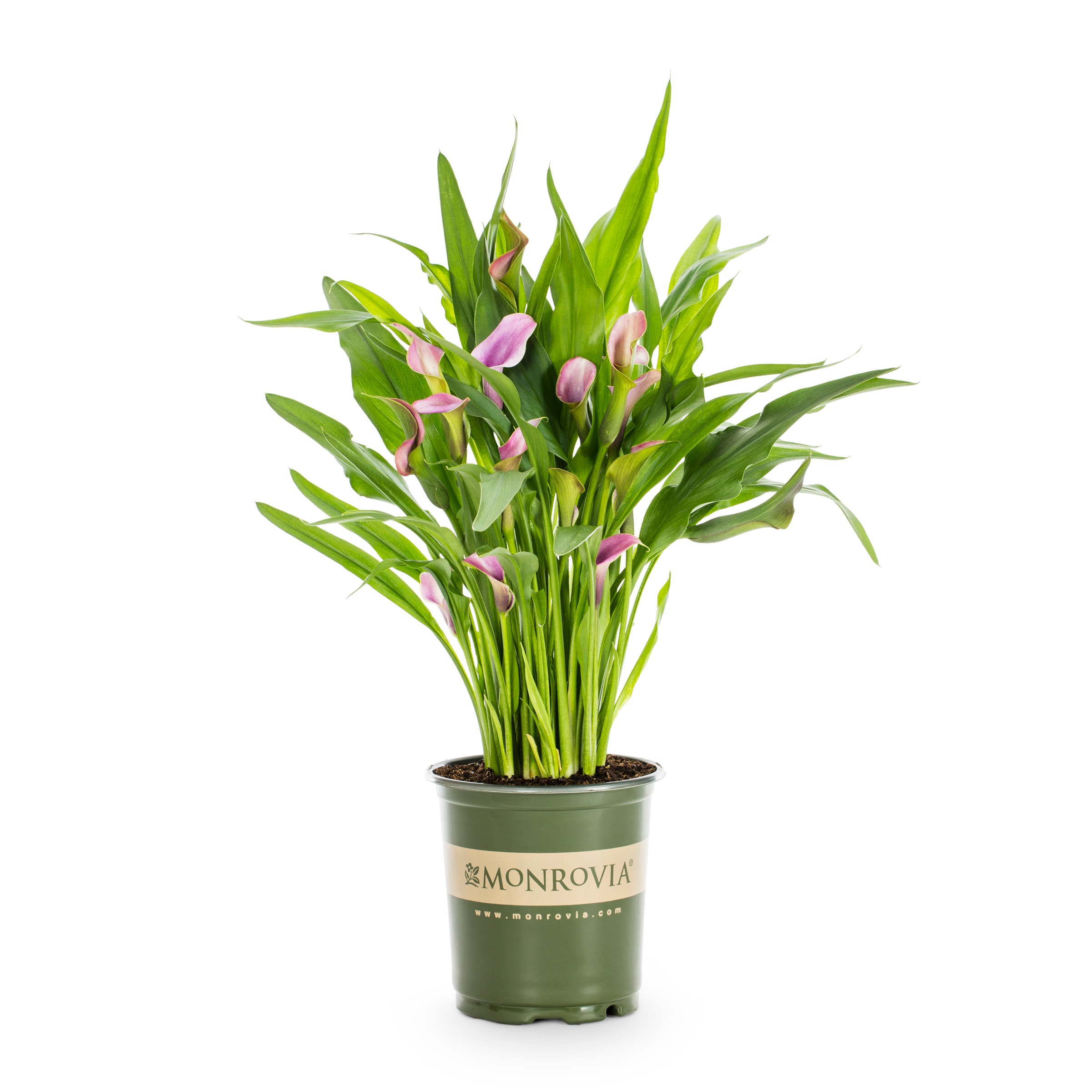 Lowe's NURSERY Multicolor Grape Velvet Calla Lily Plant in 2.50 -Quart Pot