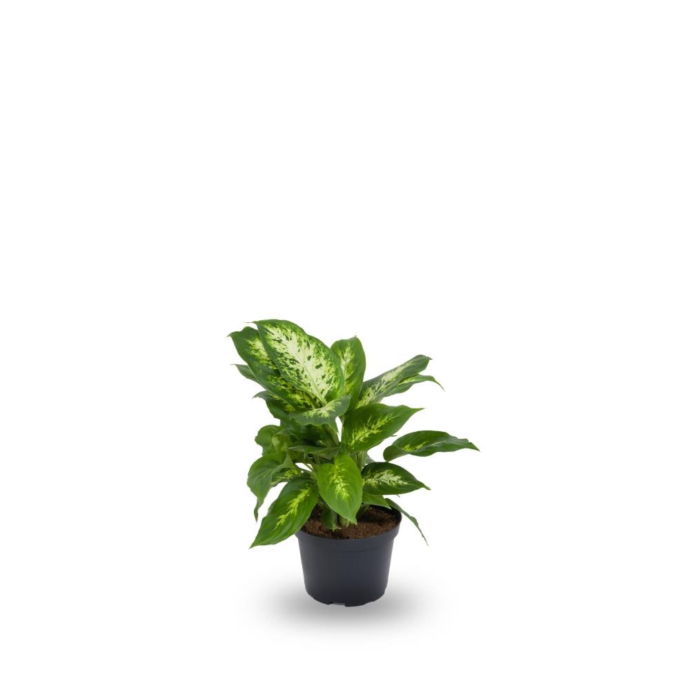 Lowe's 14 OZ. DIEFFENBACHIA Dieffenbachia House plant in 14 Ounce(s) Pot 1.0 -Pack