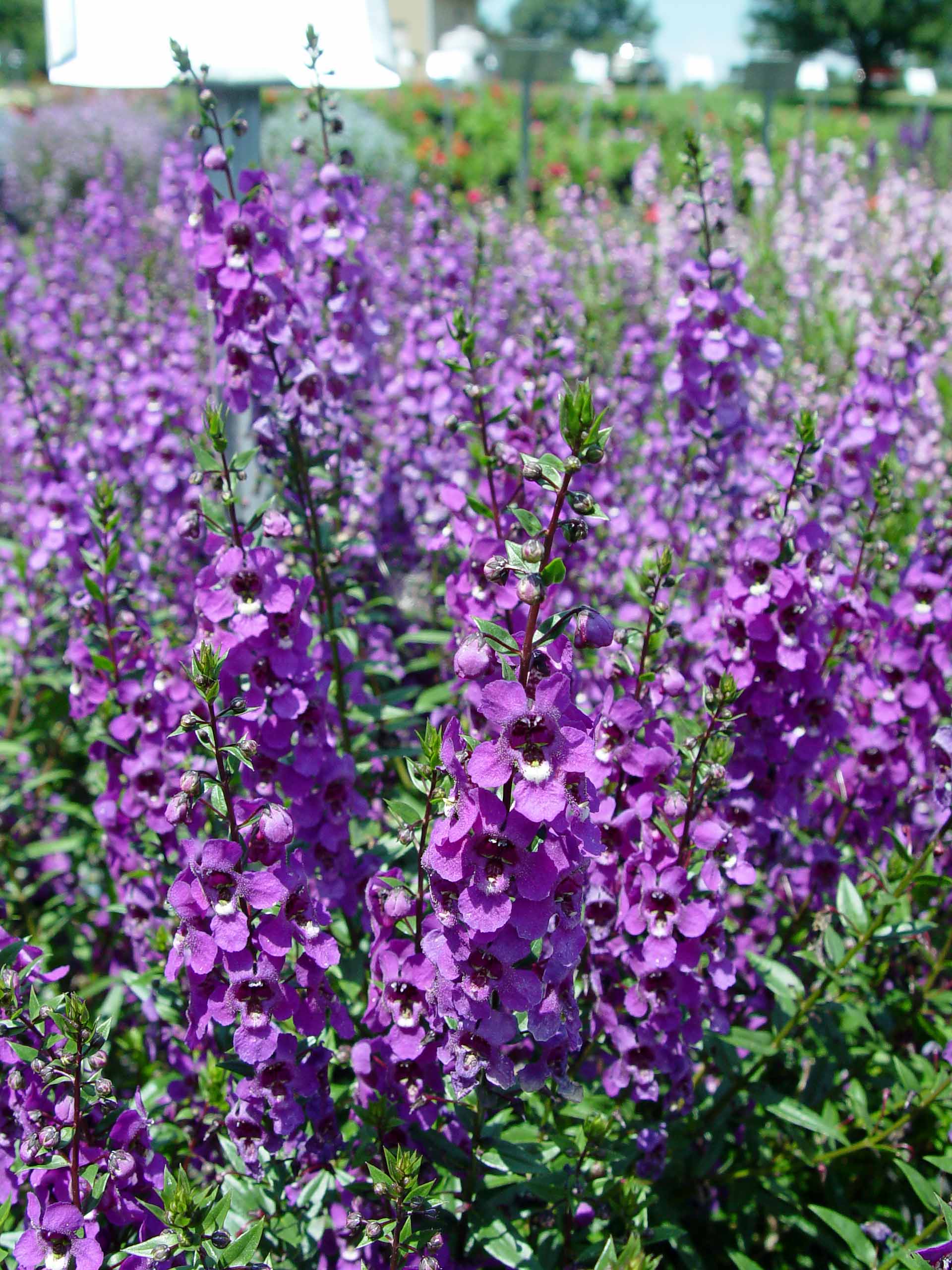 Costa Farms CO.1QTANGE.1.WH.PK4 annuals - View #4