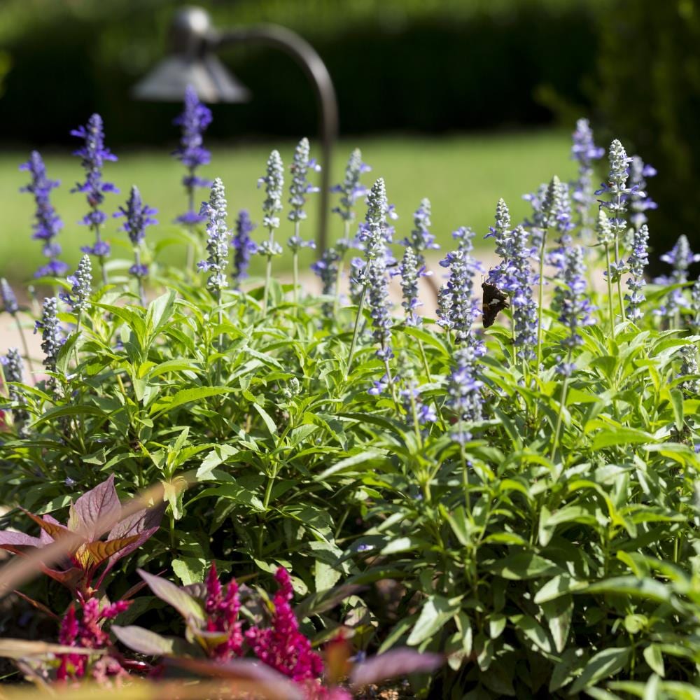 Lowe's NURSERY perennials - View #3