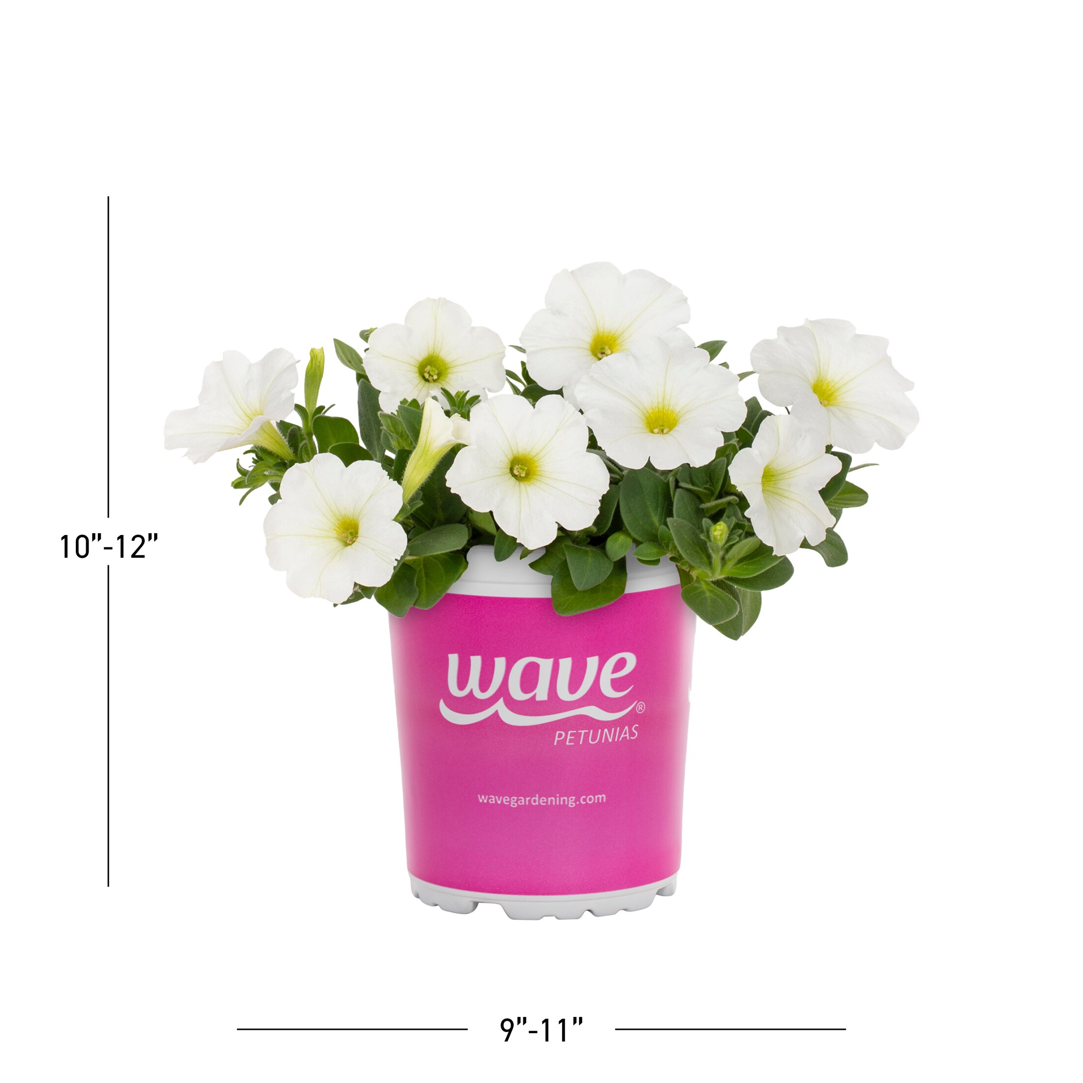 Wave 4693 annuals - View #4