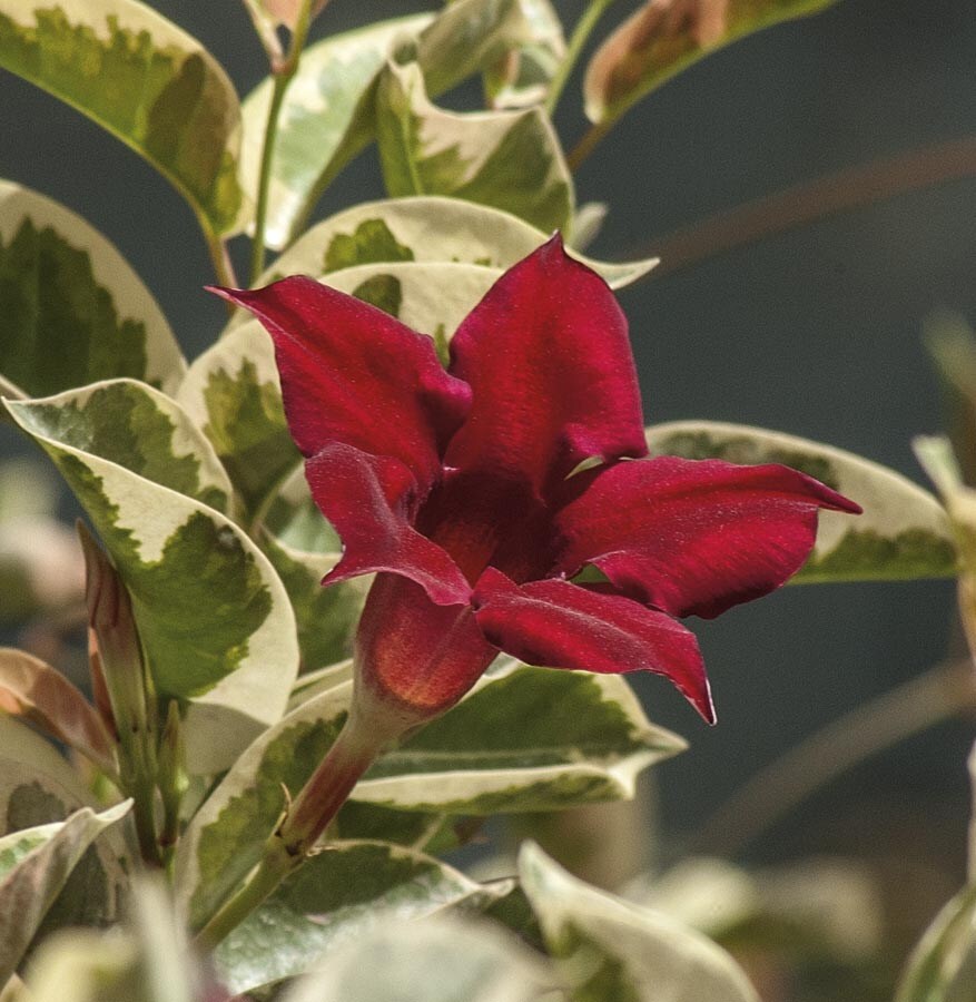Lowe's NURSERY Fire and Ice Mandevilla Flowering Shrub in In pot (with soil) with Red Blooms