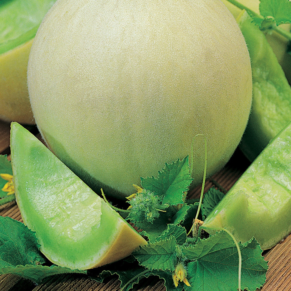 Ferry-Morse LC25.2847 Vegetable-Herb-Seeds - View #3