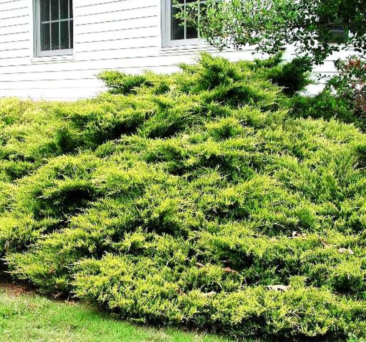  O487003 shrubs - View #3
