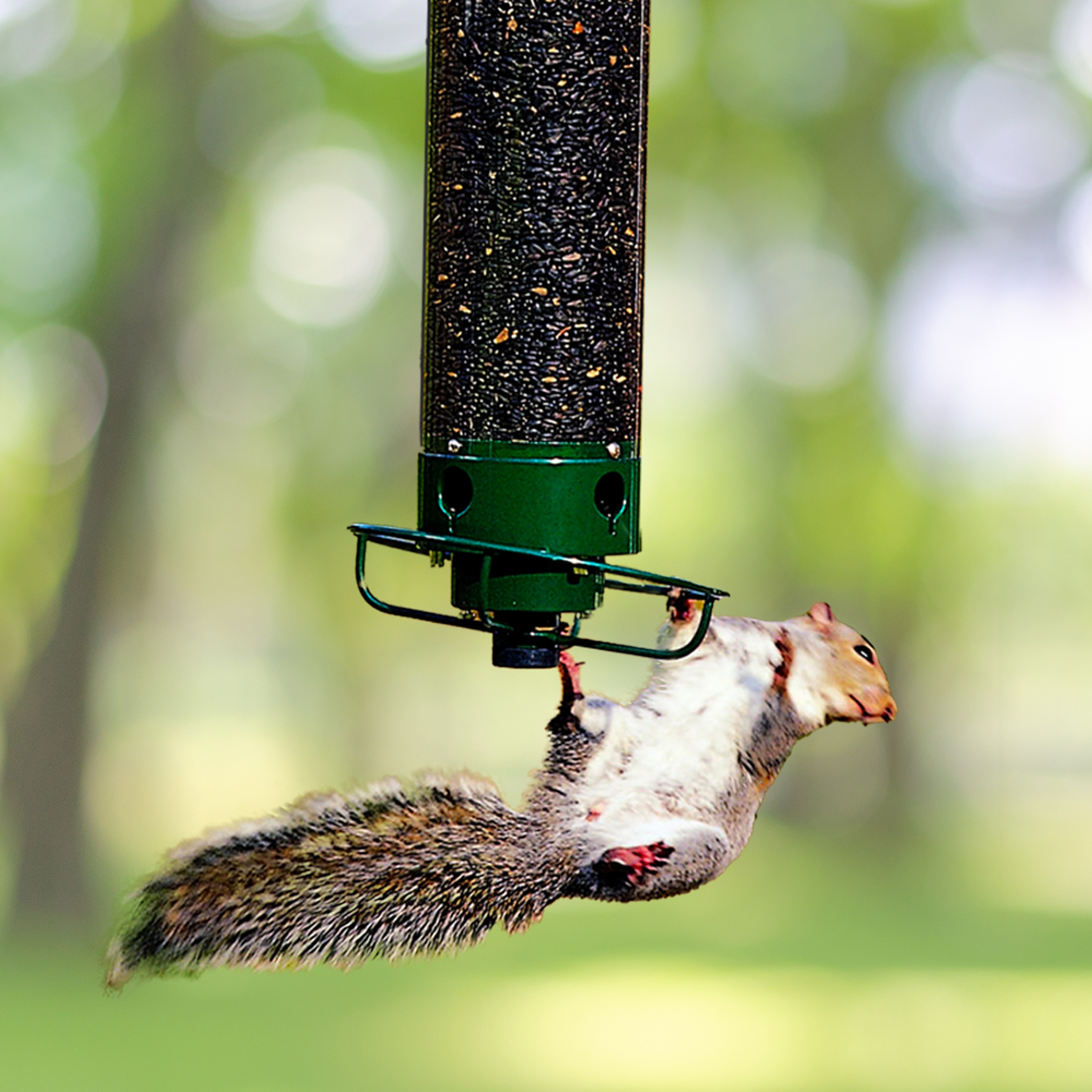 Droll Yankees YF-M Bird-Feeders - View #3