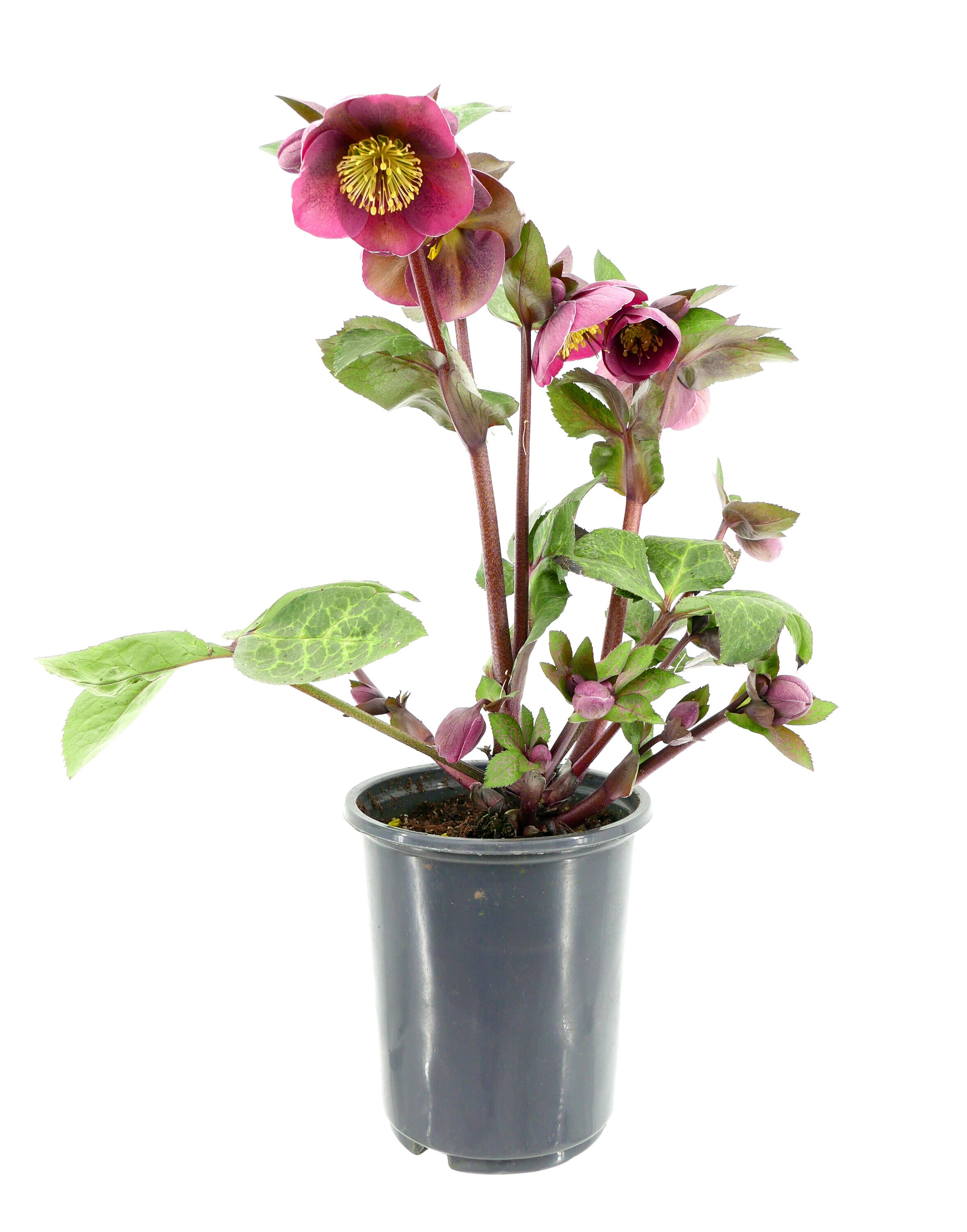  2183 perennials - View #6
