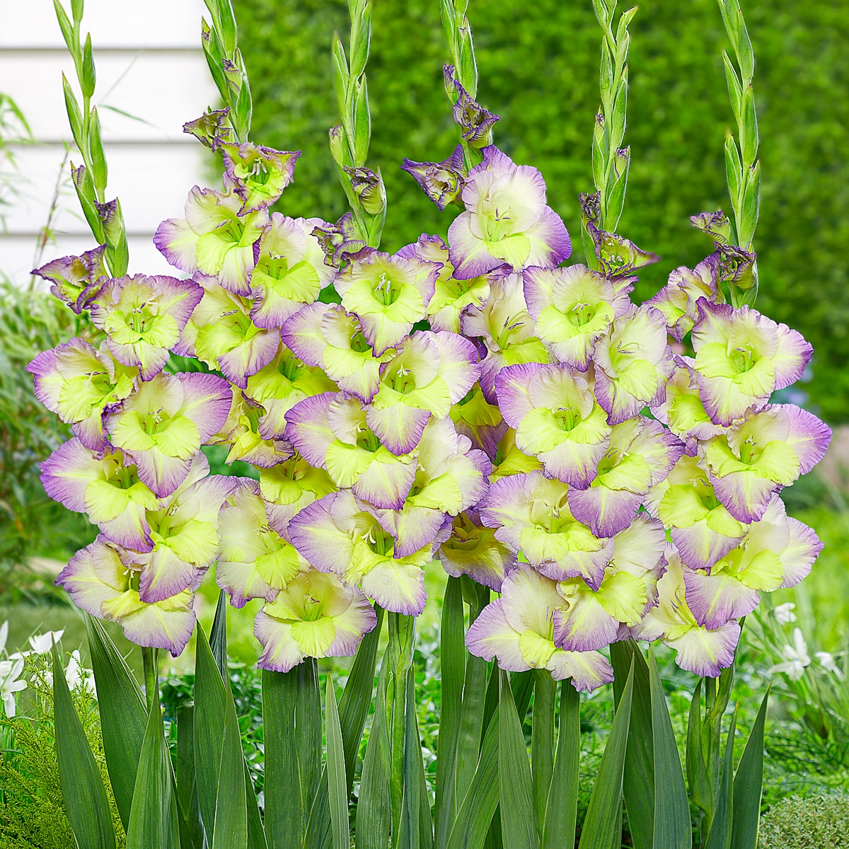 Van Zyverden - Multicolor Gladiolus Moonlight Shadow Bulbs 12 Count