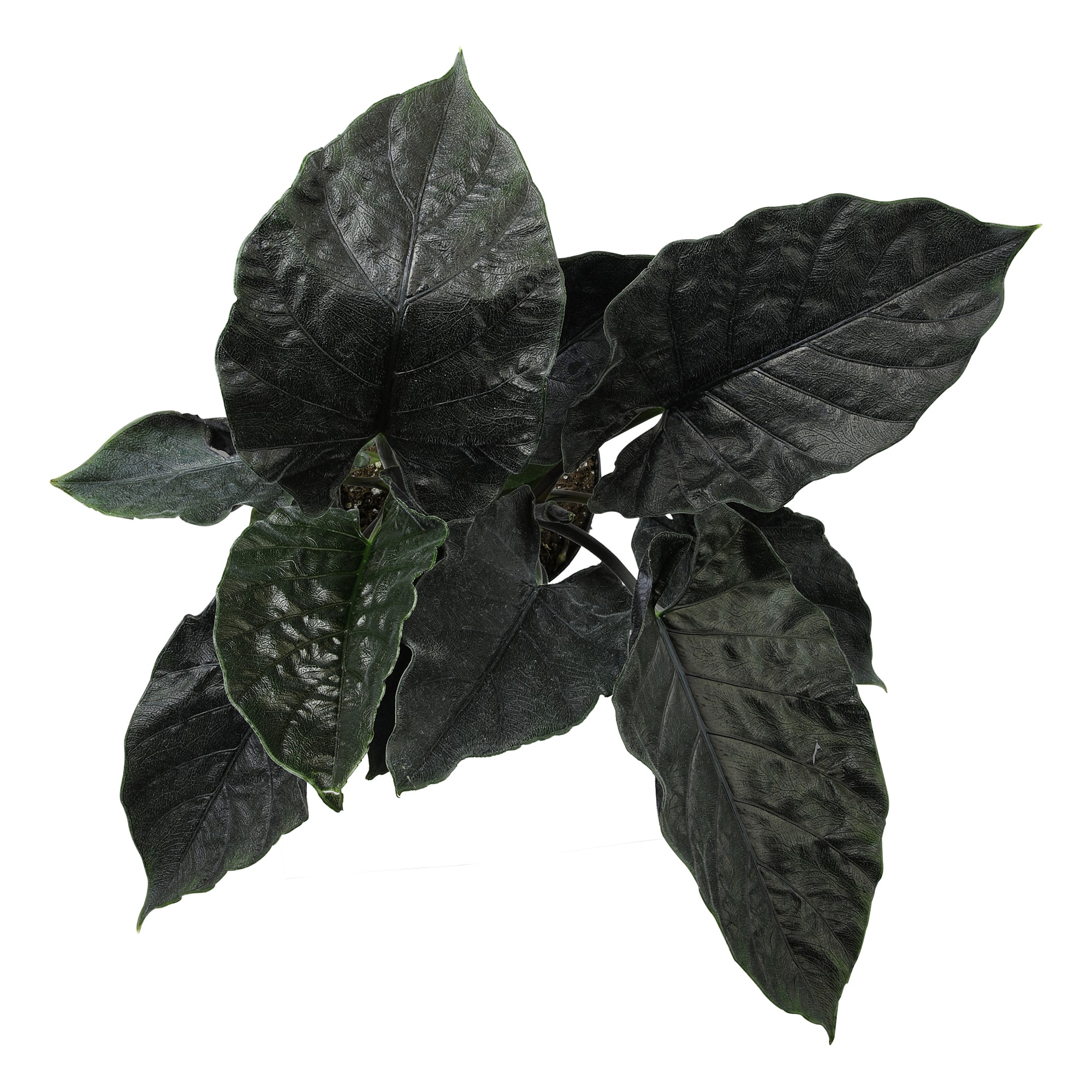 Altman Plants 0881588 hseplants - View #2