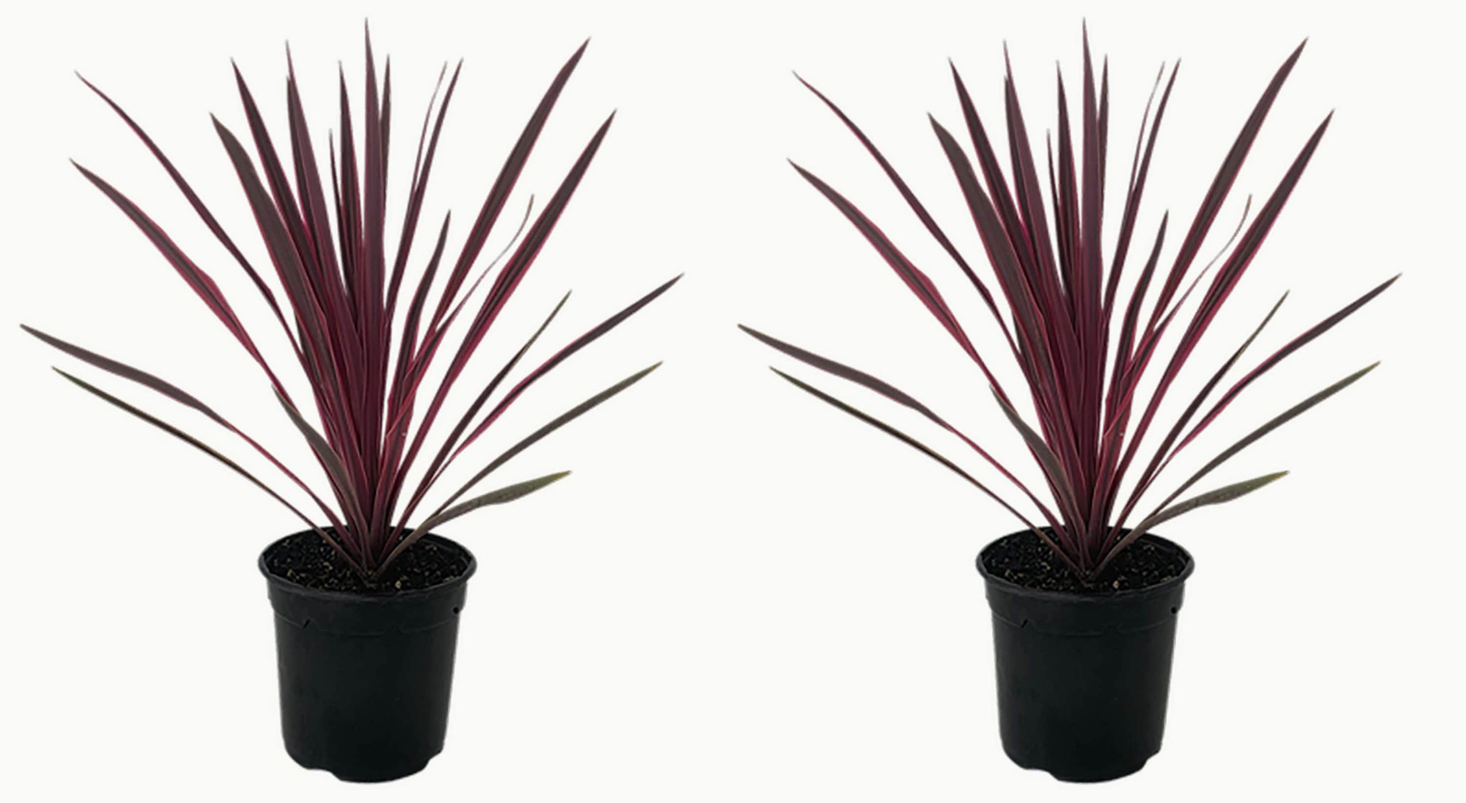  1218 White Cordyline Plant in -Quart Pot 2.0 -Pack