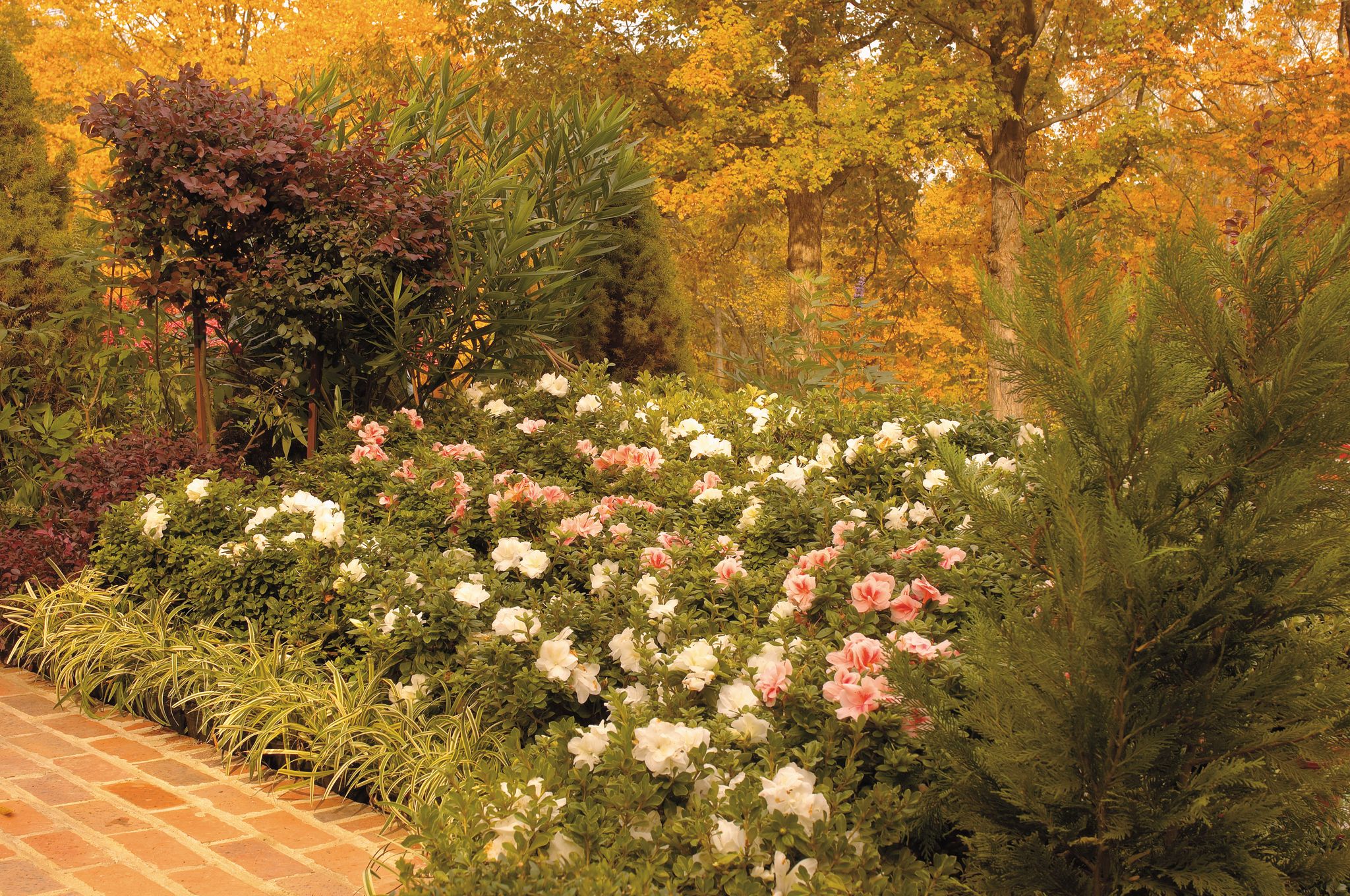 Encore Azalea 80652-1 shrubs - View #6
