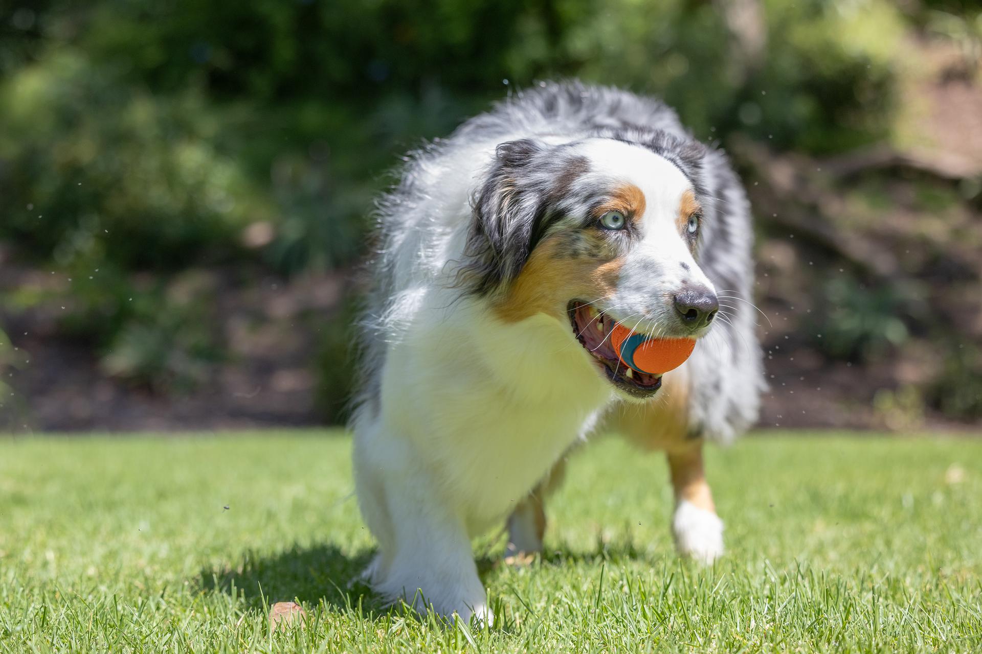 Chuckit! 17001 Dog-Toys - View #4