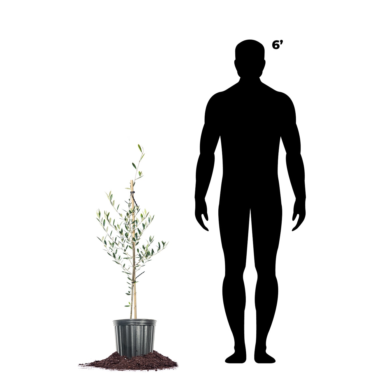 Perfect Plants LOARBEQUINA3-4FT trees - View #3