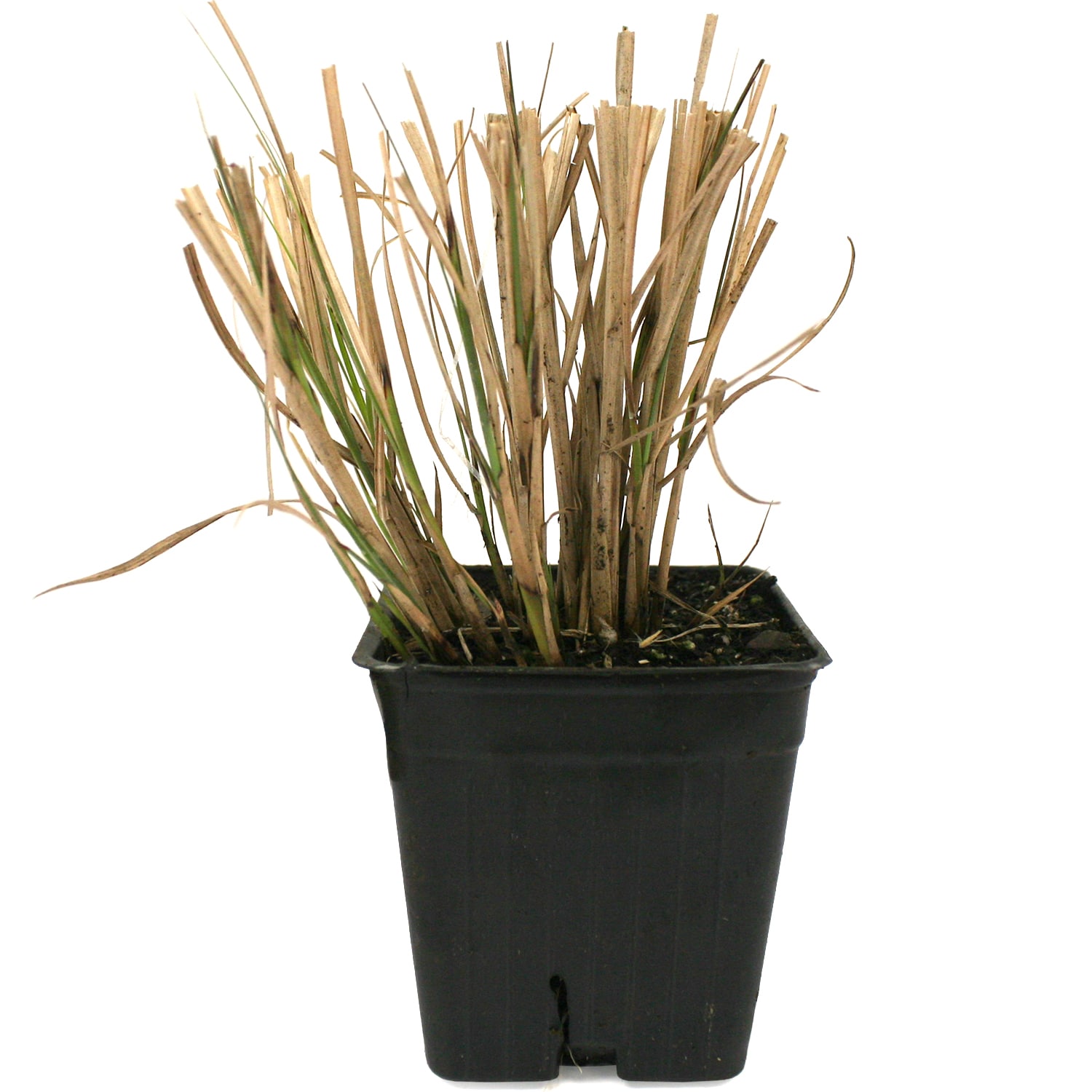 Van Zyverden 84594 Plant-Bulbs - View #7