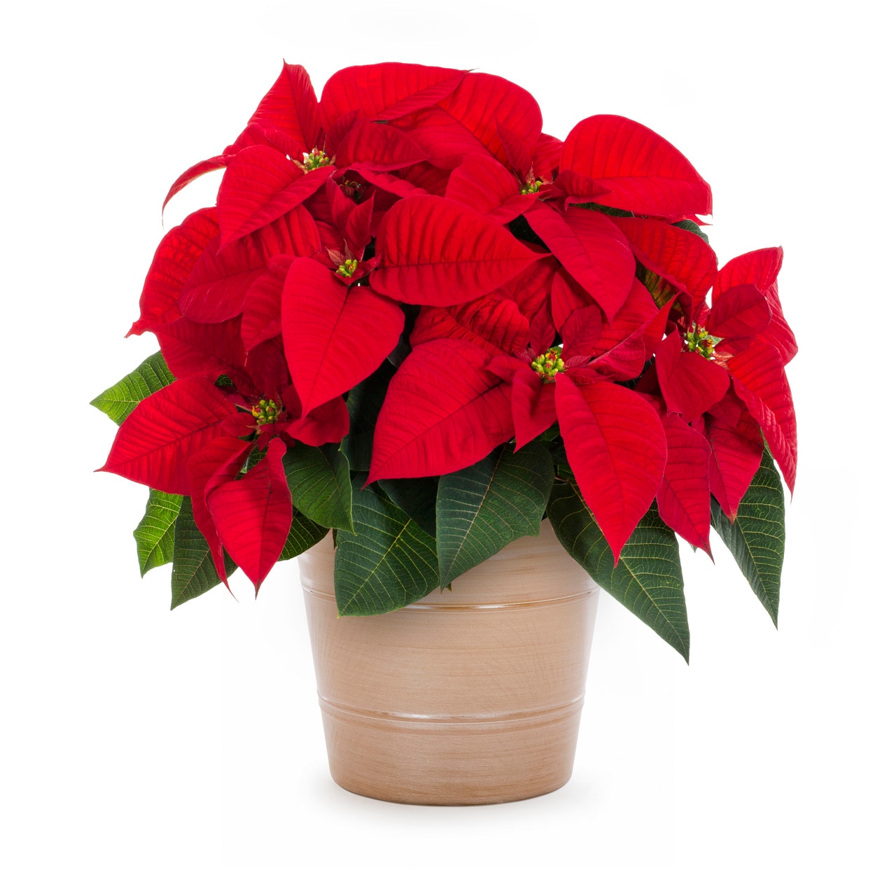 Lowe's 5340067 2 -Quart Fresh Christmas Potted Poinsettia