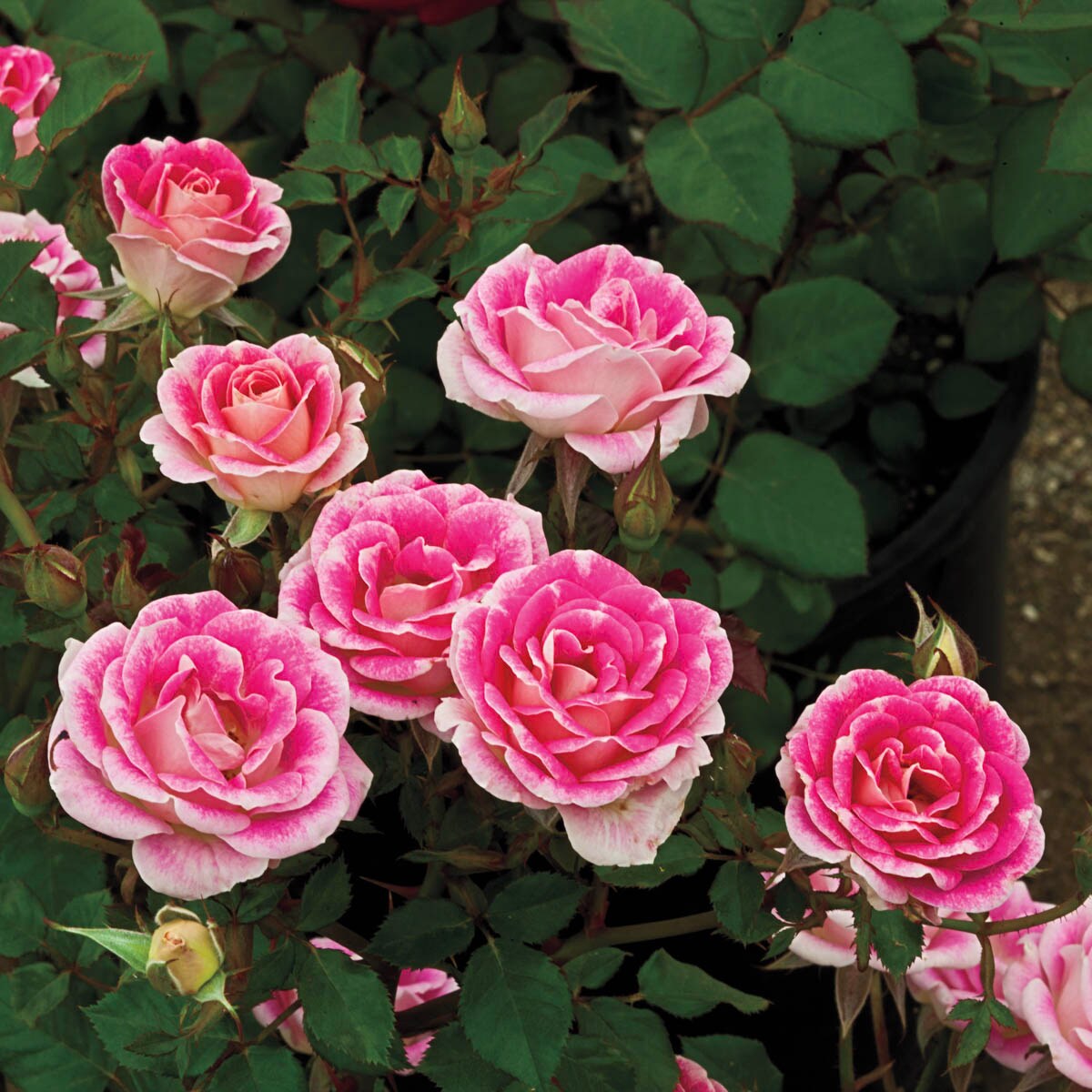 Spring Hill Nurseries 86074 roses - View #2