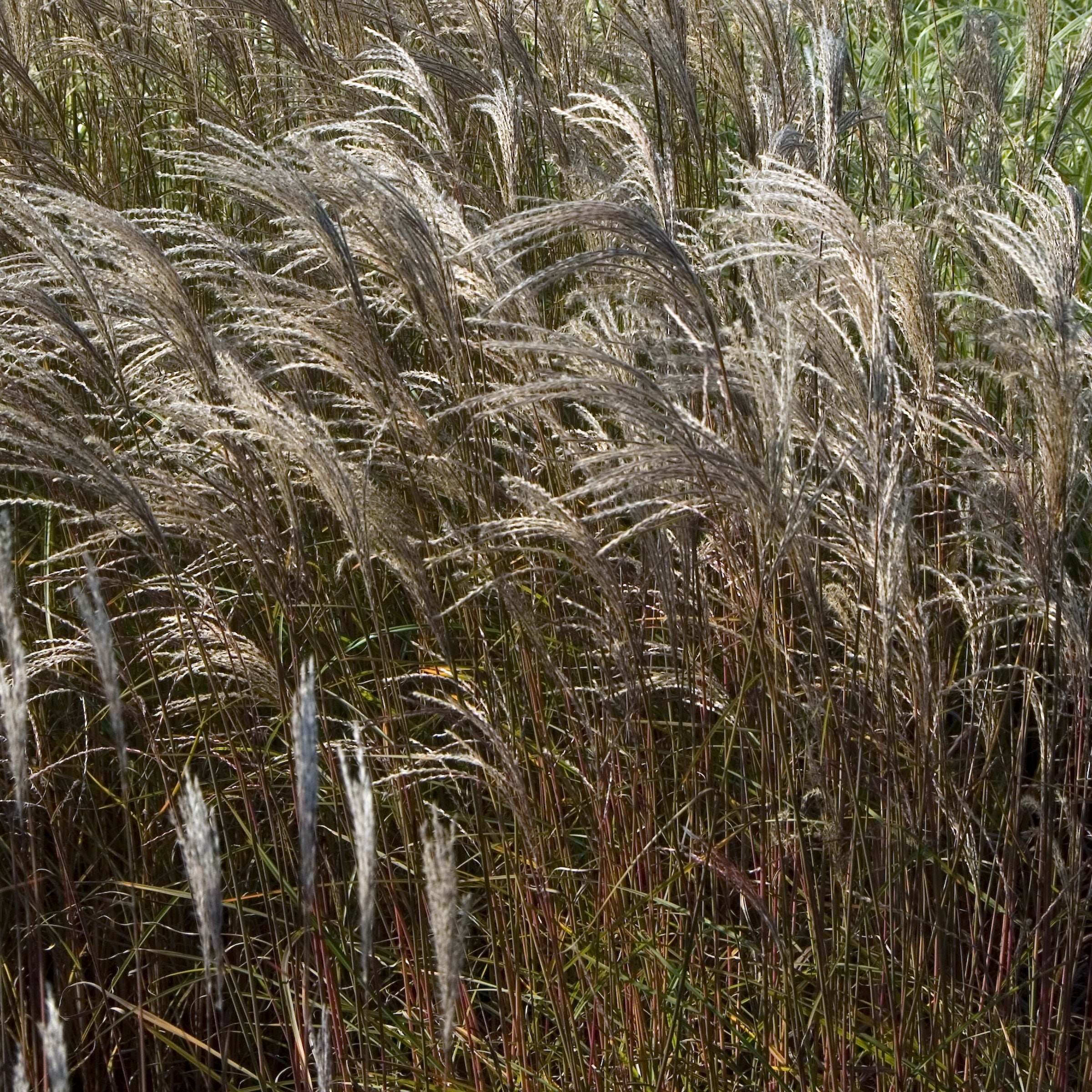 National Plant Network LW2191 Adiago Grass Plant in 1 -Gallon Pot 1 -Pack