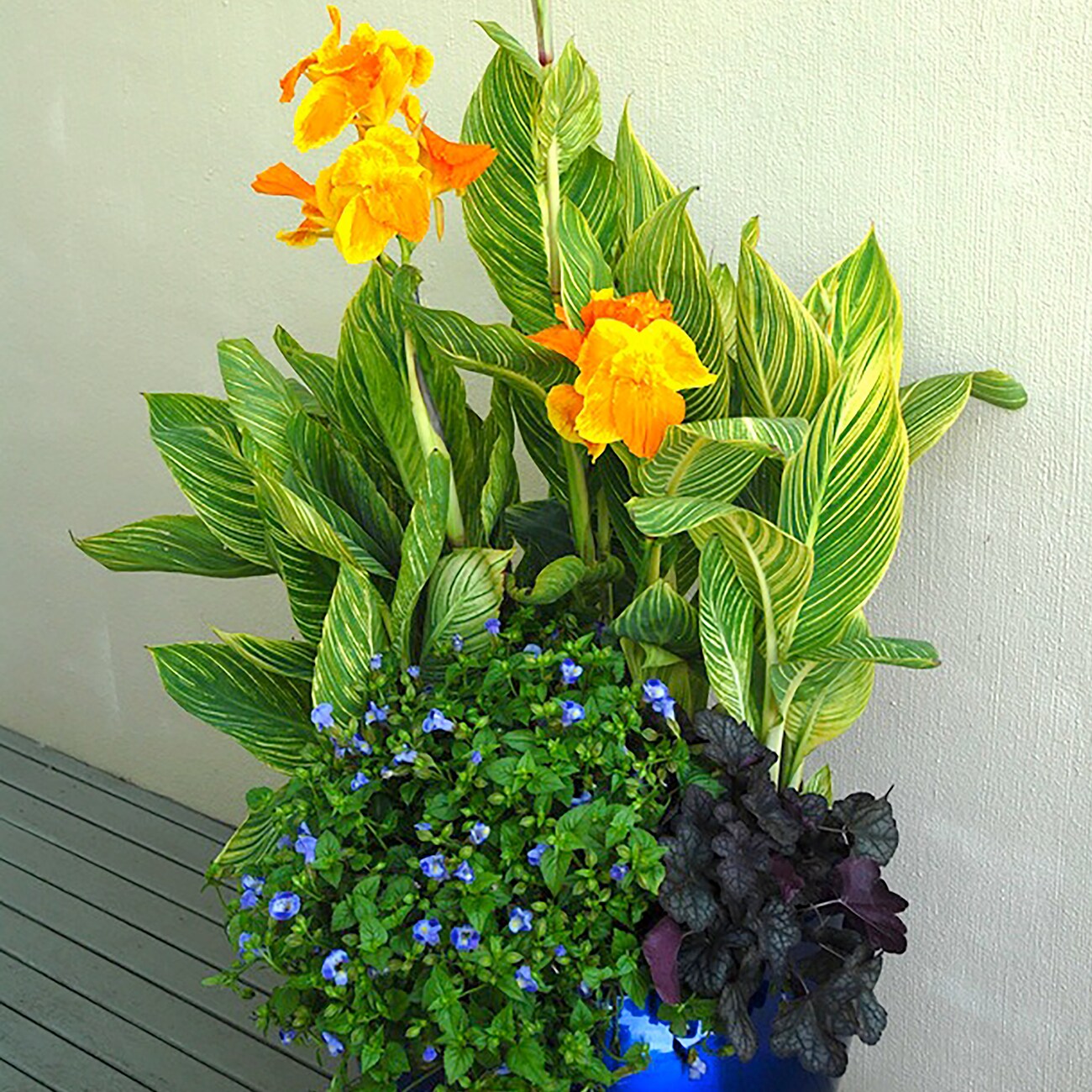 Van Zyverden 83652 Plant-Bulbs - View #4