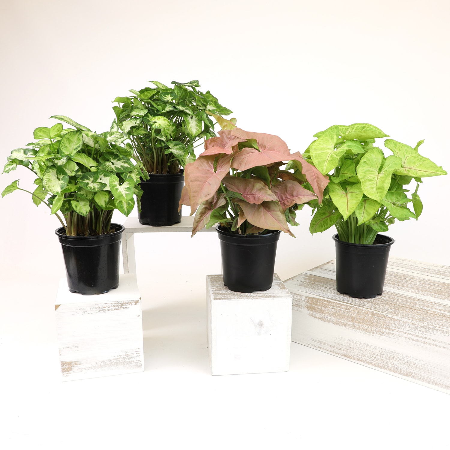 Altman Plants 0872701 hseplants - View #3
