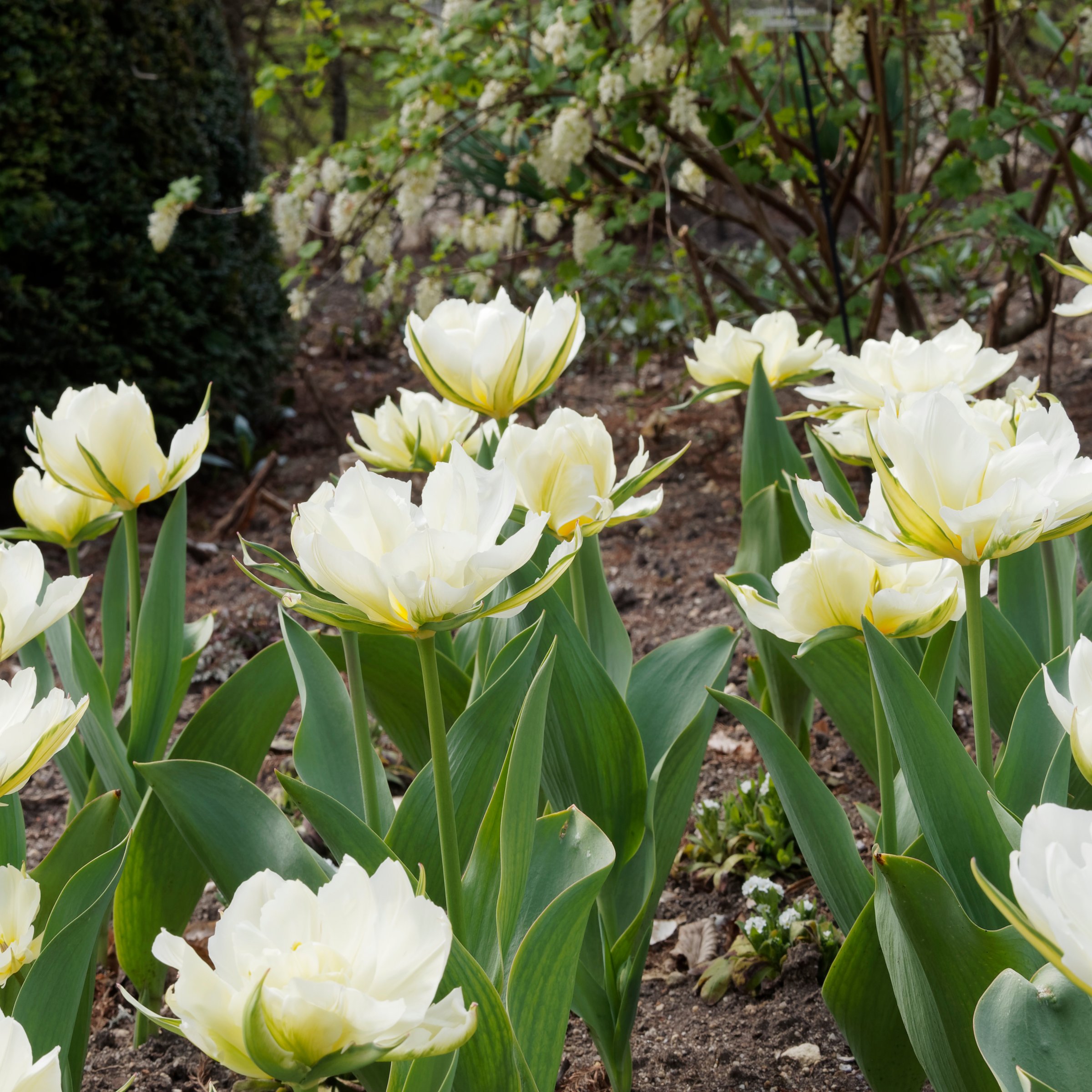 National Plant Network LW3153A Plant-Bulbs - View #7