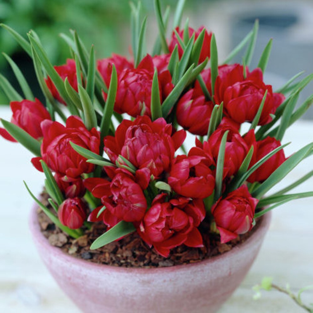 Van Zyverden 87018 Plant-Bulbs - View #2
