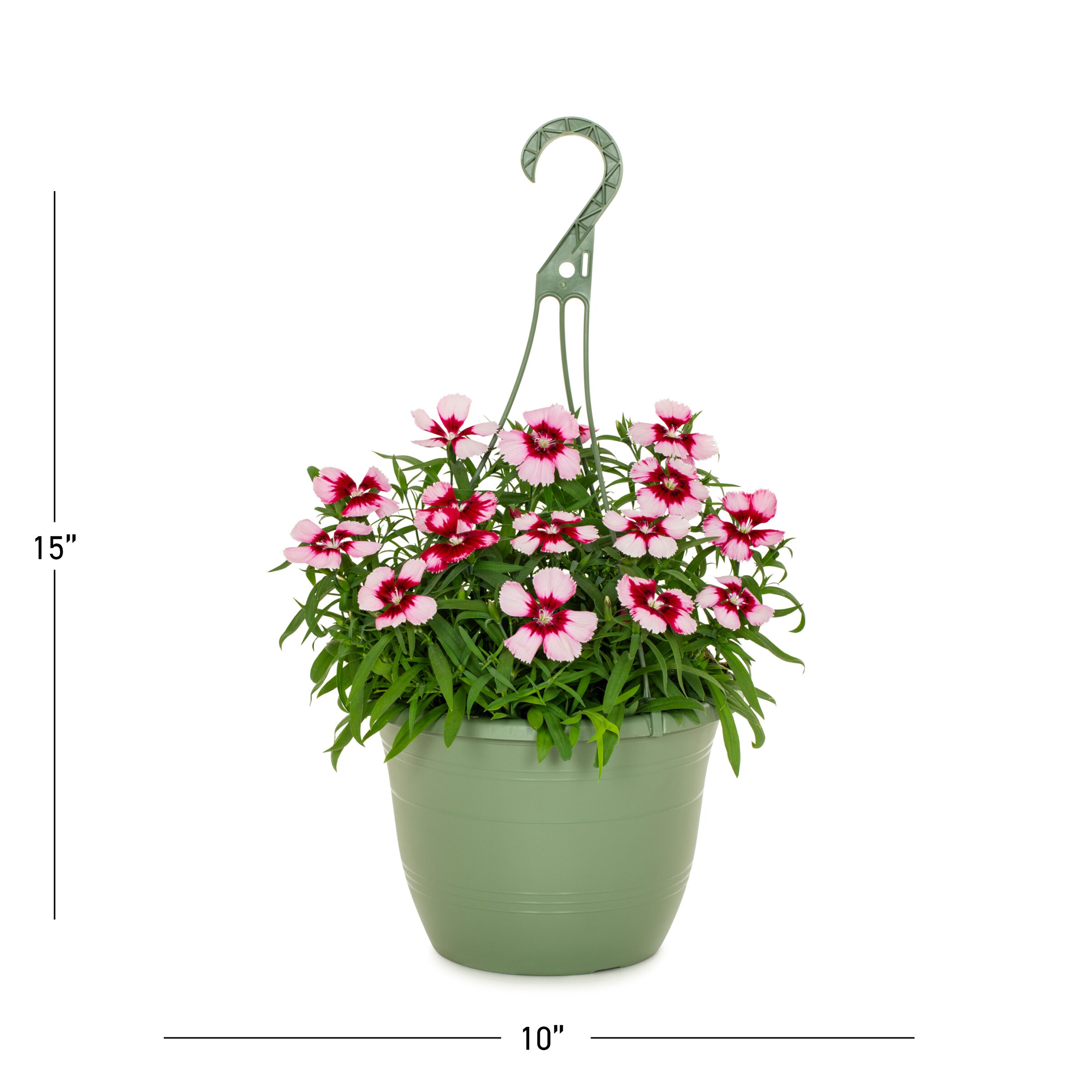 Metrolina Greenhouses 4626 annuals - View #3