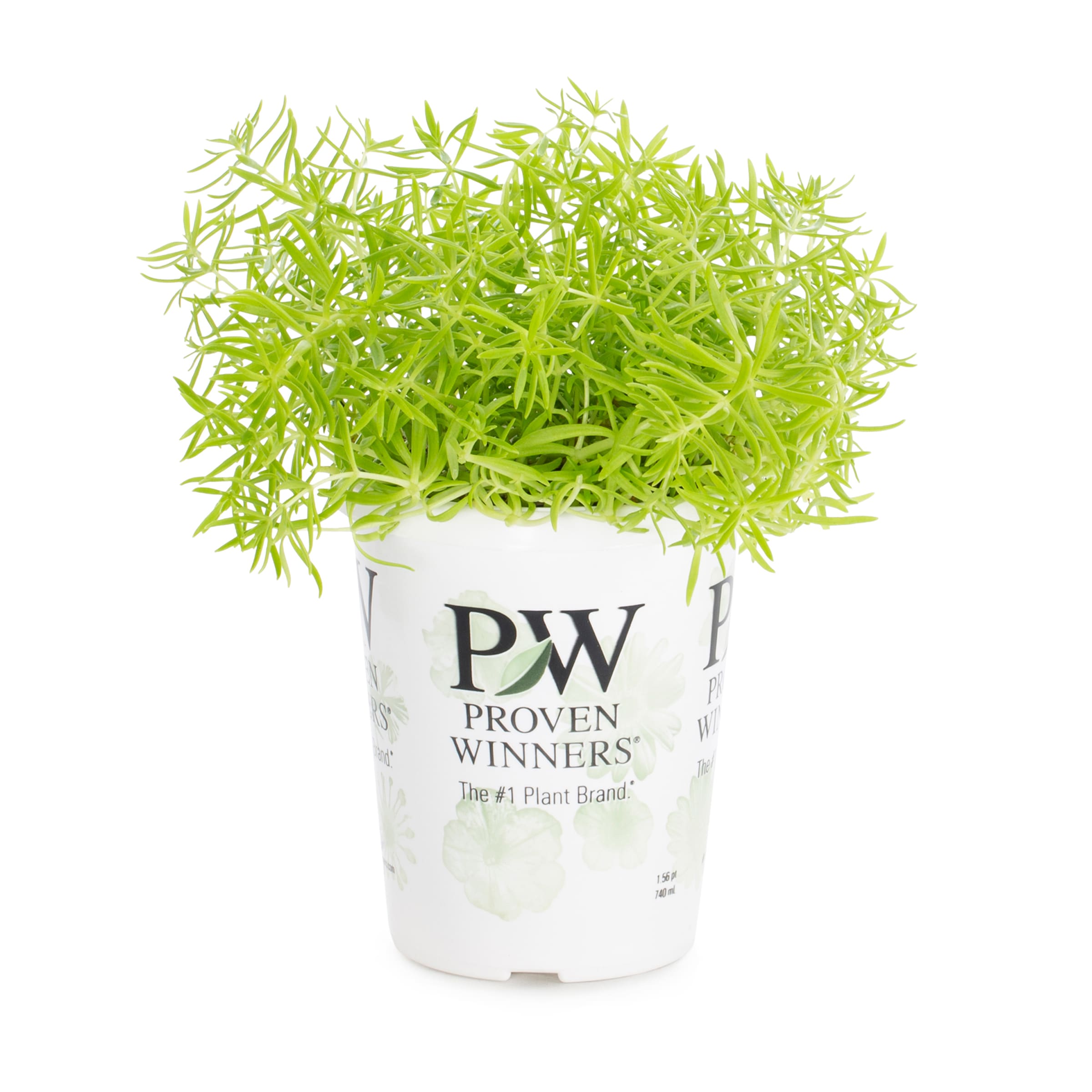 Lowe's NURSERY Multicolor Sedum in 1.5 Pint Pot 1 -Pack