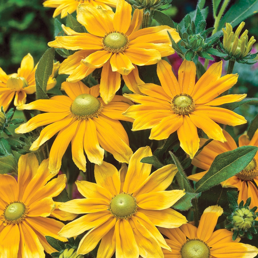 Spring Hill Nurseries 92979 perennials - View #2