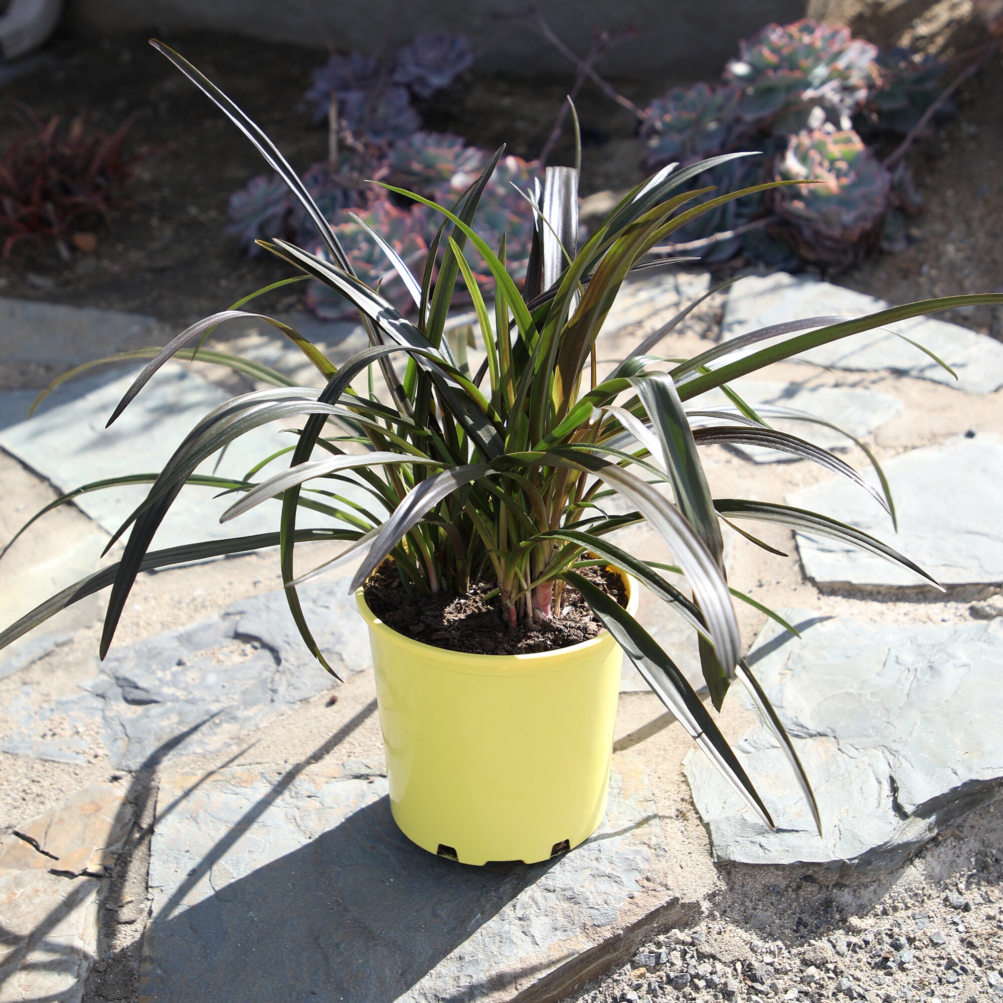 Altman Plants 0873130 perennials - View #4