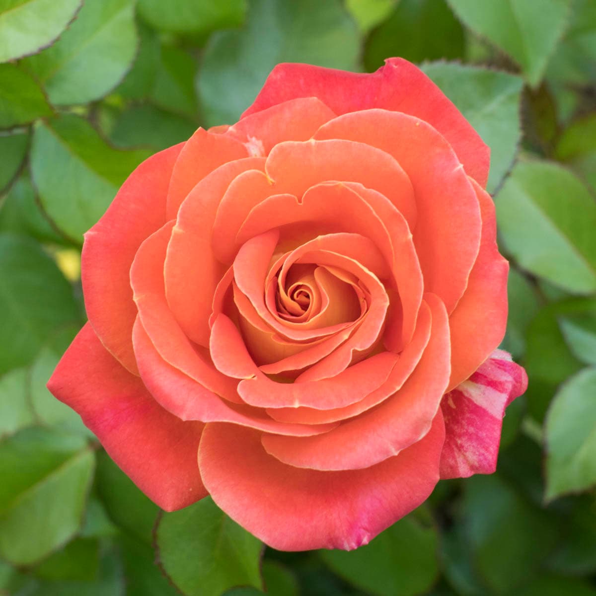 Spring Hill Nurseries Coral Flowering Burst Of Joy Floribunda Rose 1 ...