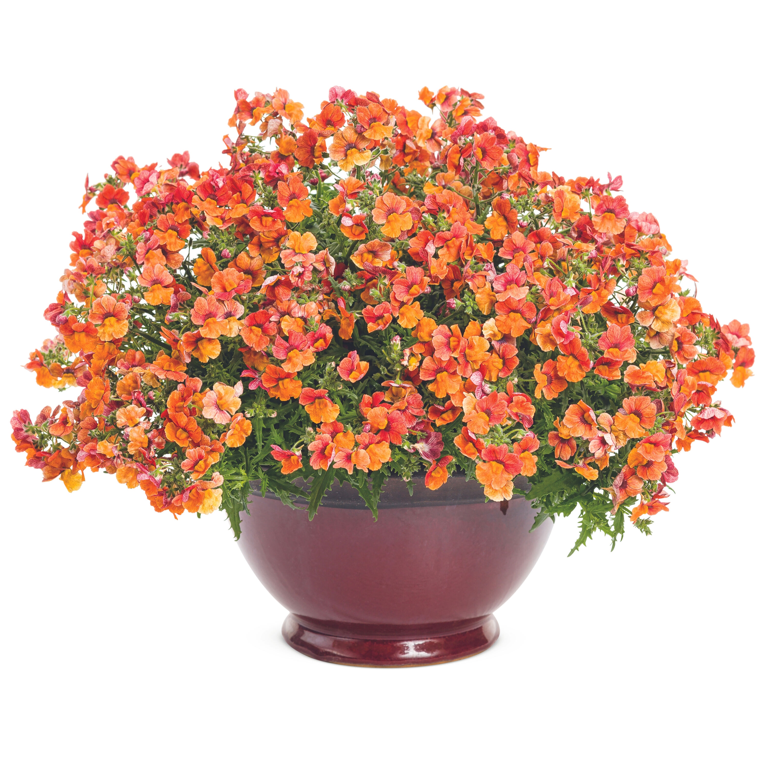 Proven Winners NEMPRW2107504 annuals - View #7