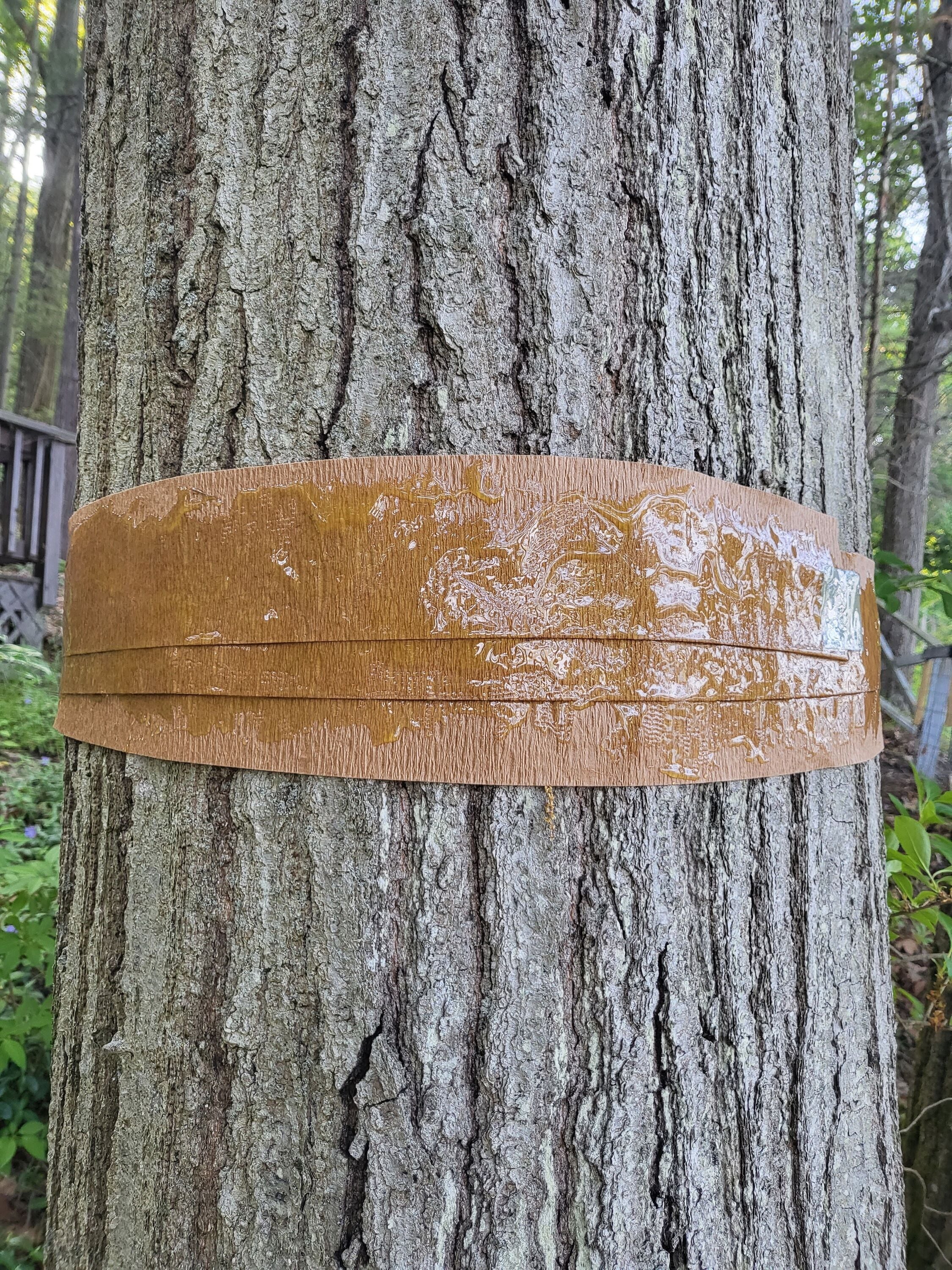 Tanglefoot TF10016 repellents - View #5