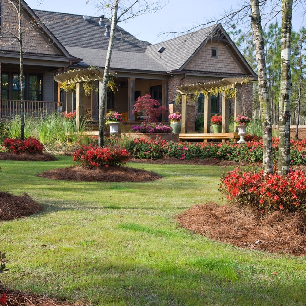 Encore Azalea 80511 shrubs - View #11
