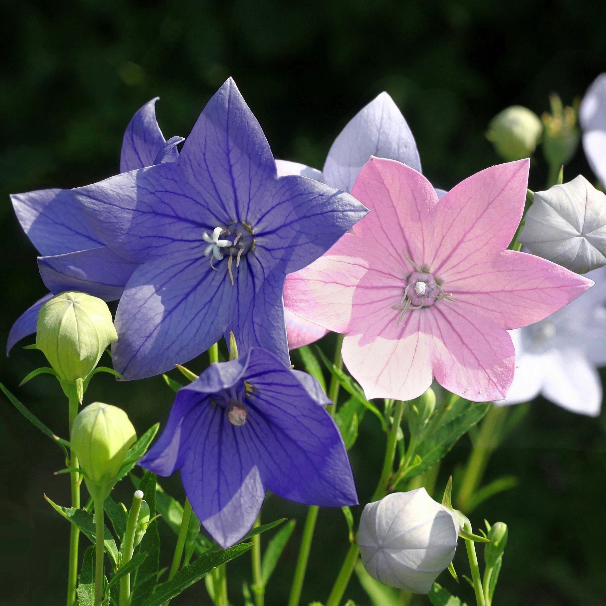National Plant Network LW1946 Multicolor Platycodon Pop Star Tri-Color Balloon Flower Plant in 4 -in Pot 3 -Pack