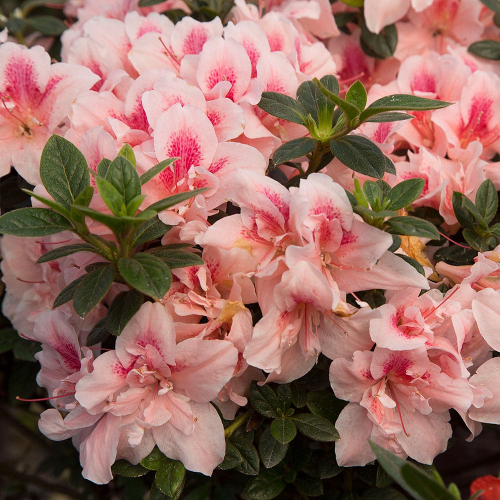 Encore Azalea 80641-1 Autumn Belle Azalea Foundation/Hedge Shrub in 1 -Gallon Pot 1 -Pack with Pink Blooms