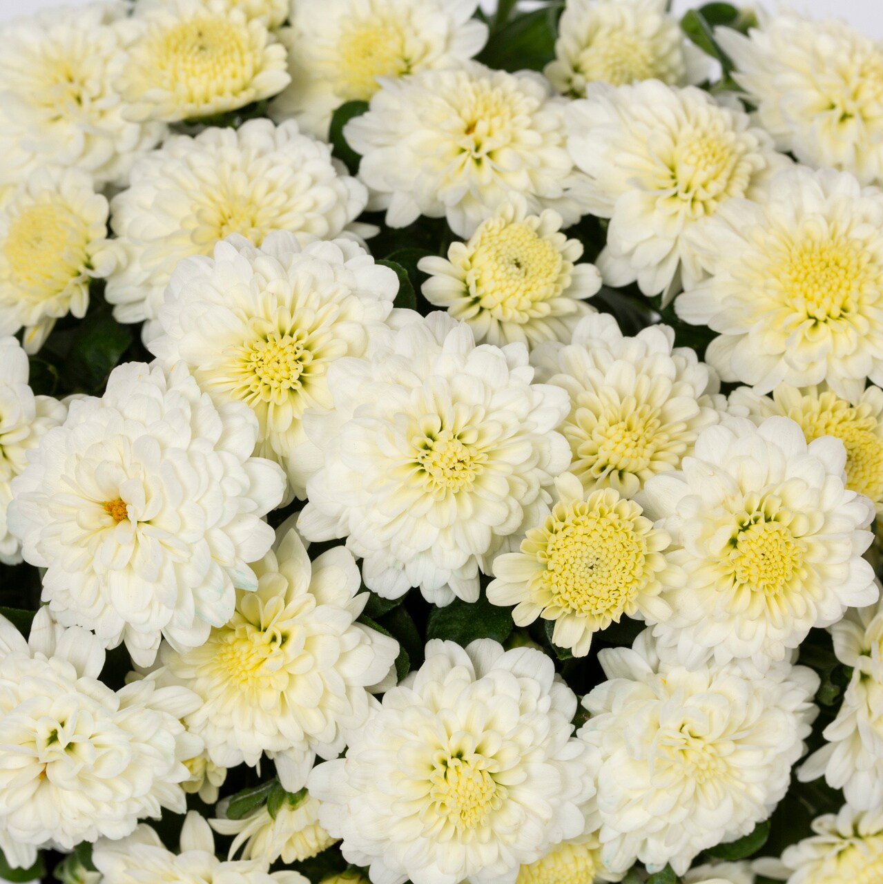 Altman Plants 0881448 annuals - View #3