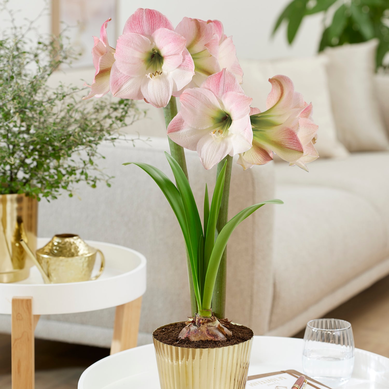 Amaryllis Kit Pink With Fluted Iron Faux Brass Finish Bulb Planter ...