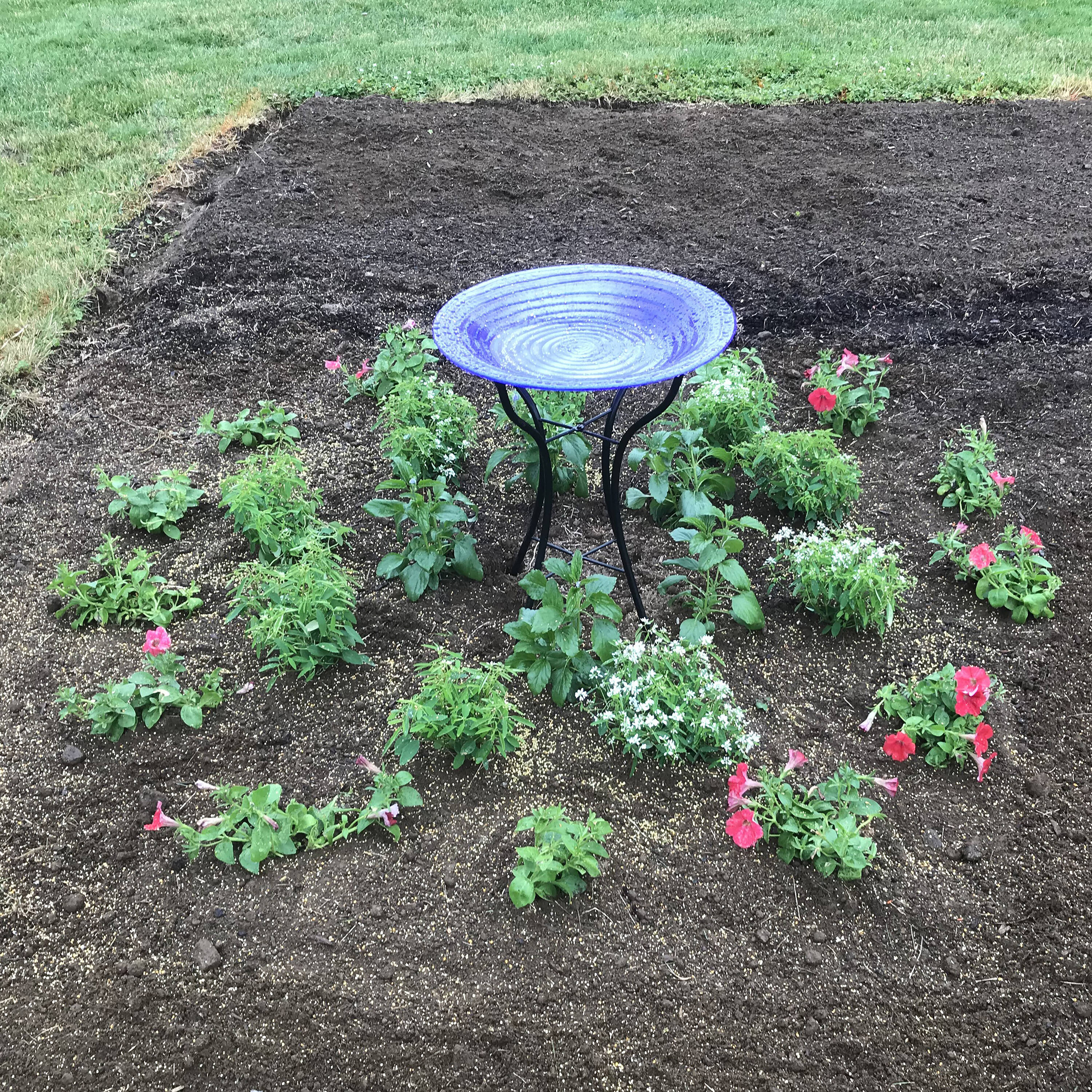 Proven Winners SALPRW0067504 annuals - View #3