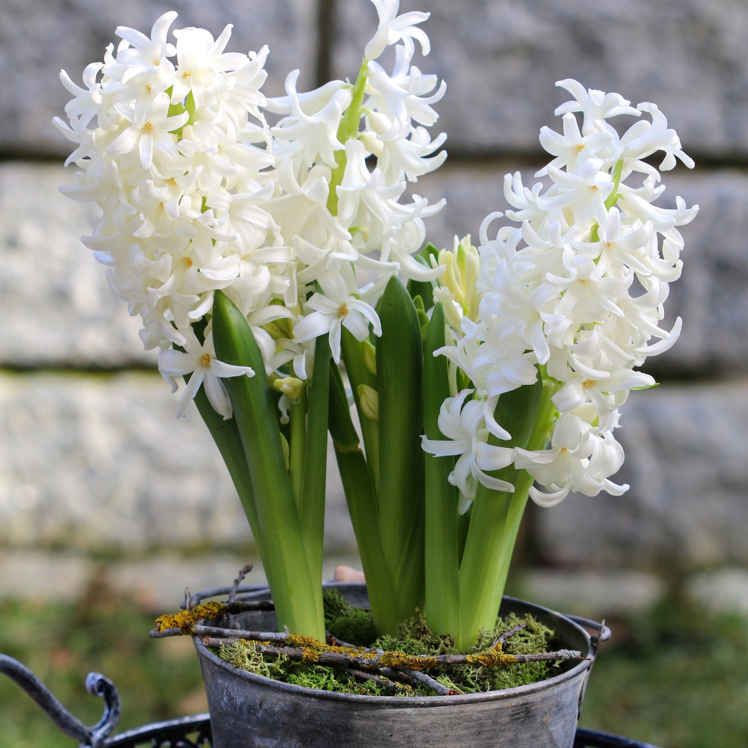 National Plant Network LW3145A Plant-Bulbs - View #6