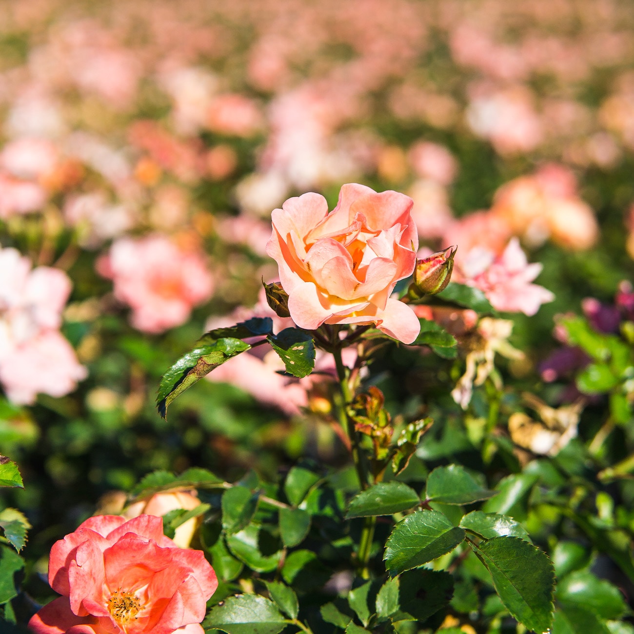 Perfect Plants LOAPRICOTDRIFTROSE3G roses - View #6