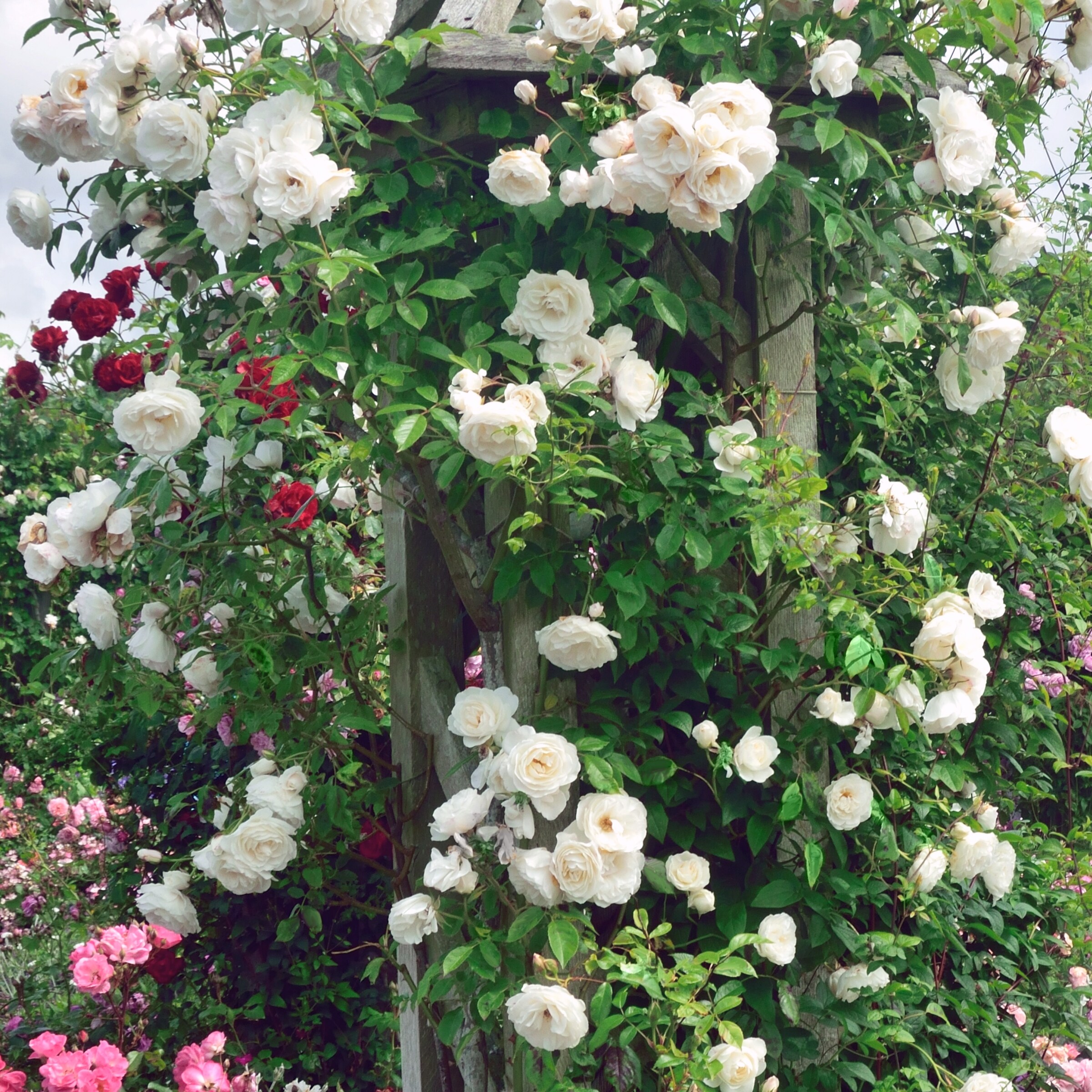 National Plant Network LW1765 roses - View #4