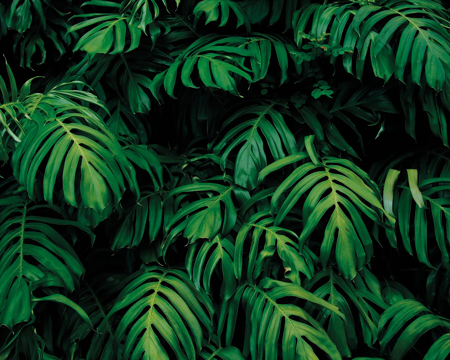 ohpopsi WALS0436 Forest Plant Wall Mural