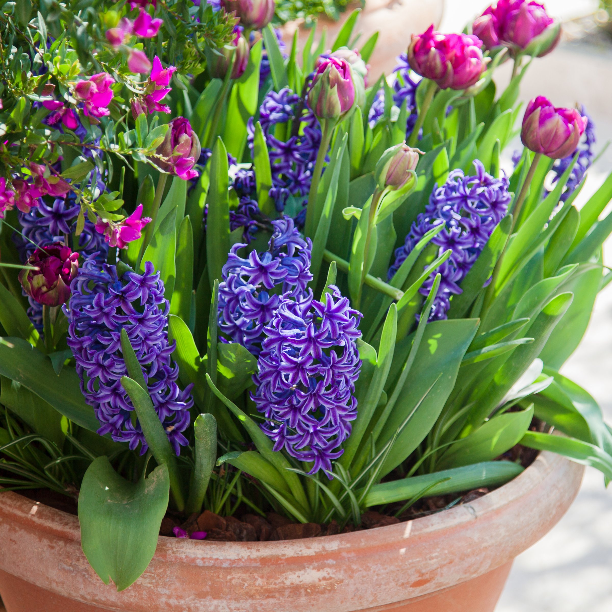 National Plant Network LW3146A Plant-Bulbs - View #7